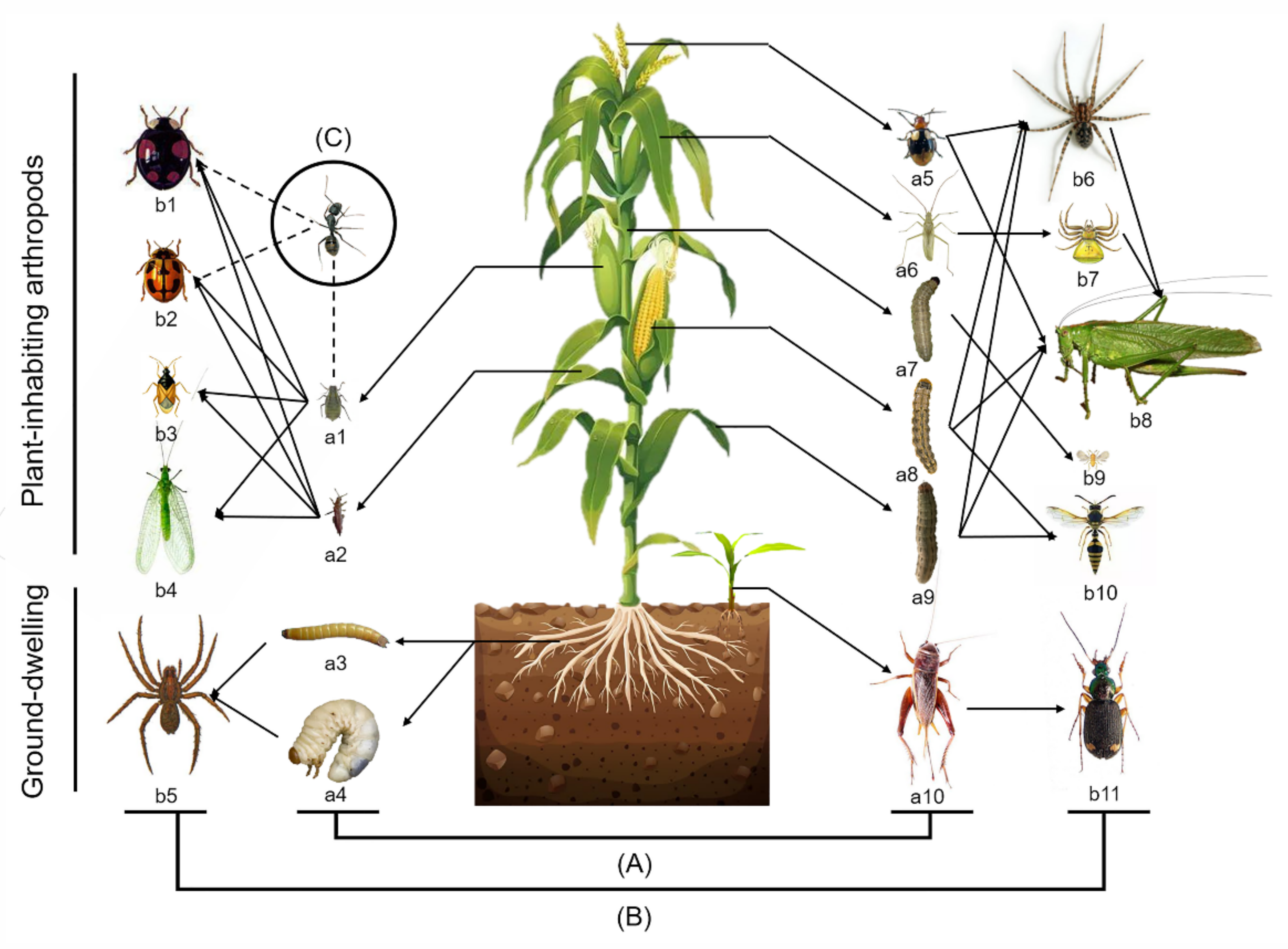 Plants 11 02254 g001