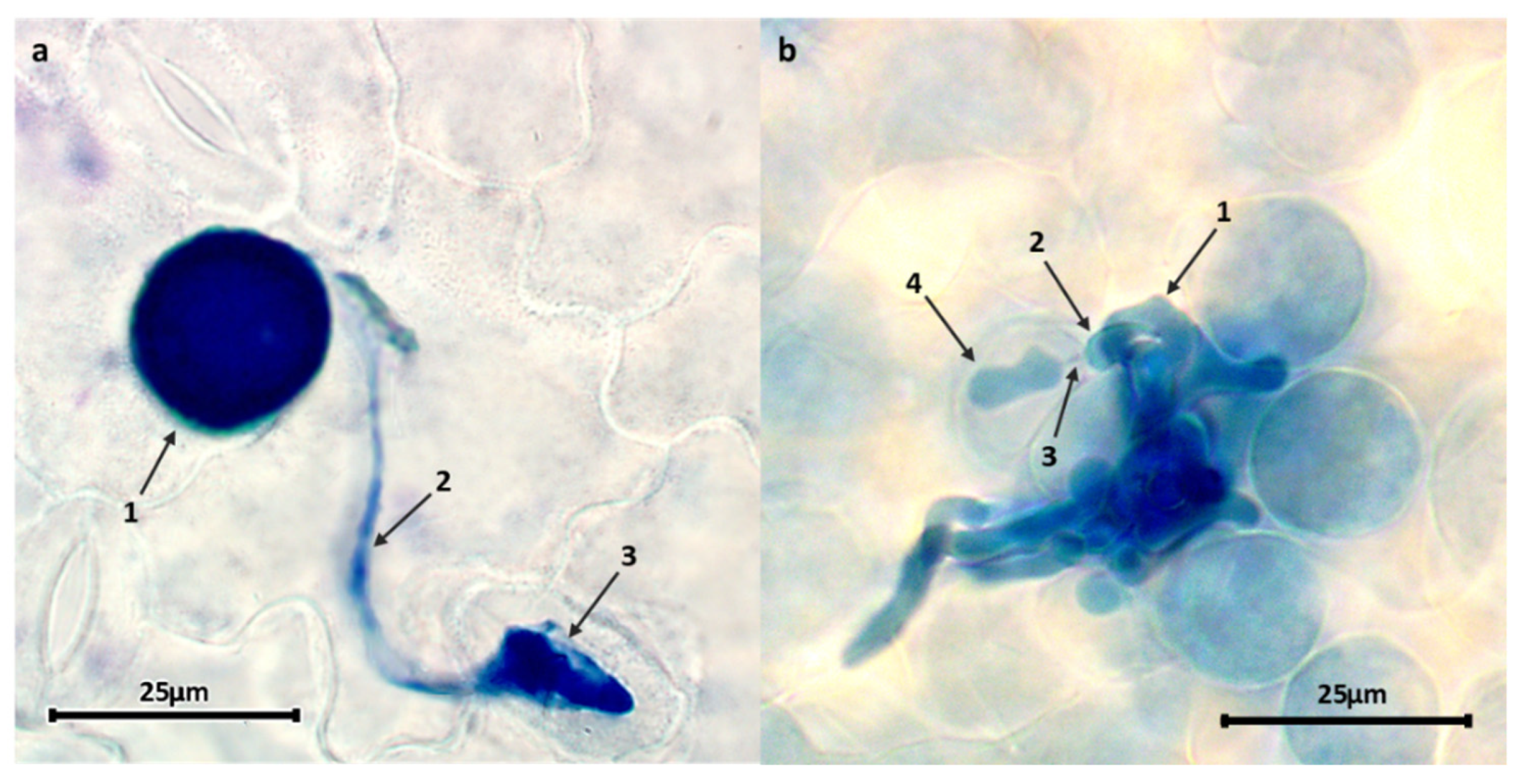Plants 11 02268 g002