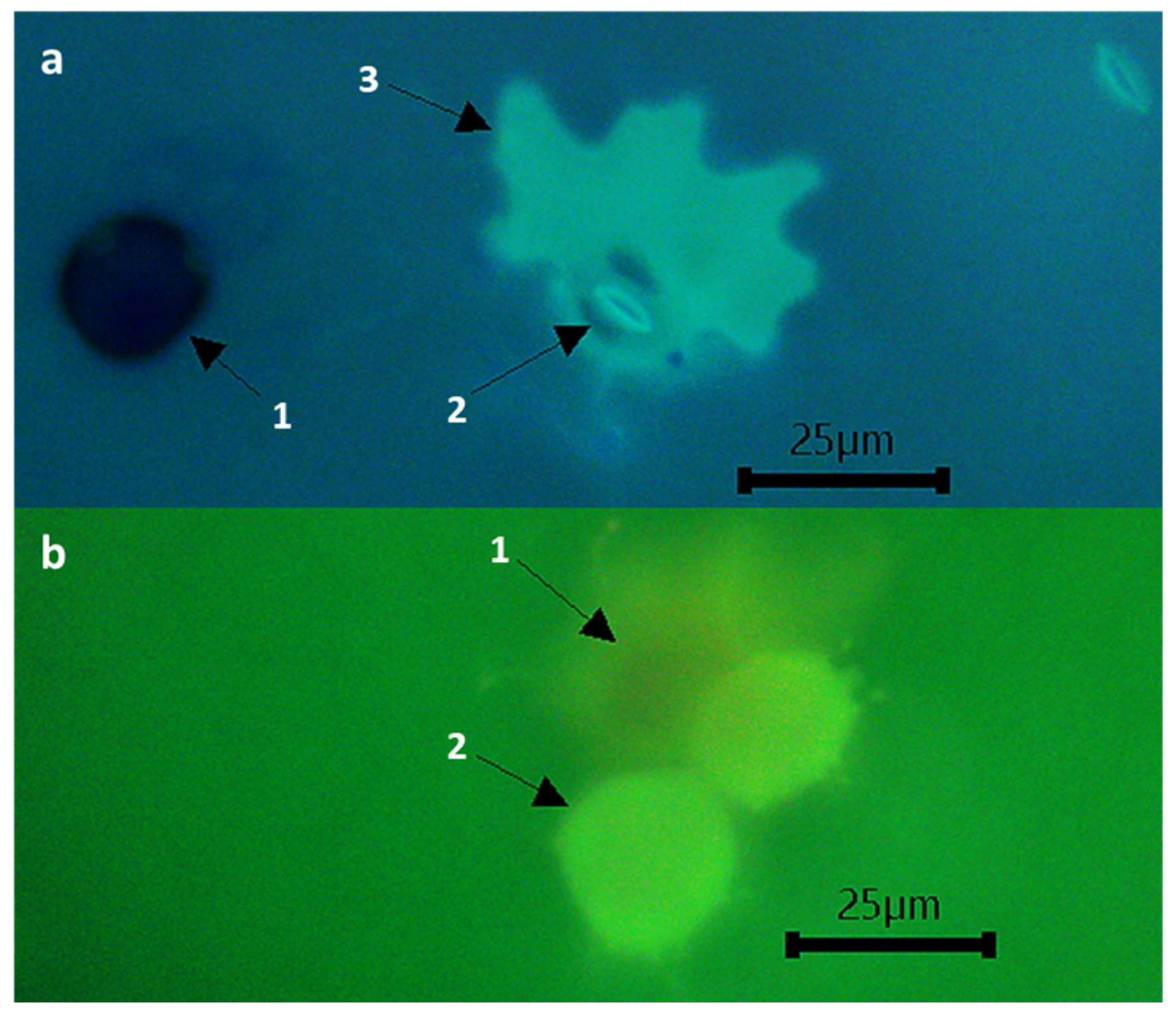 Plants 11 02268 g003