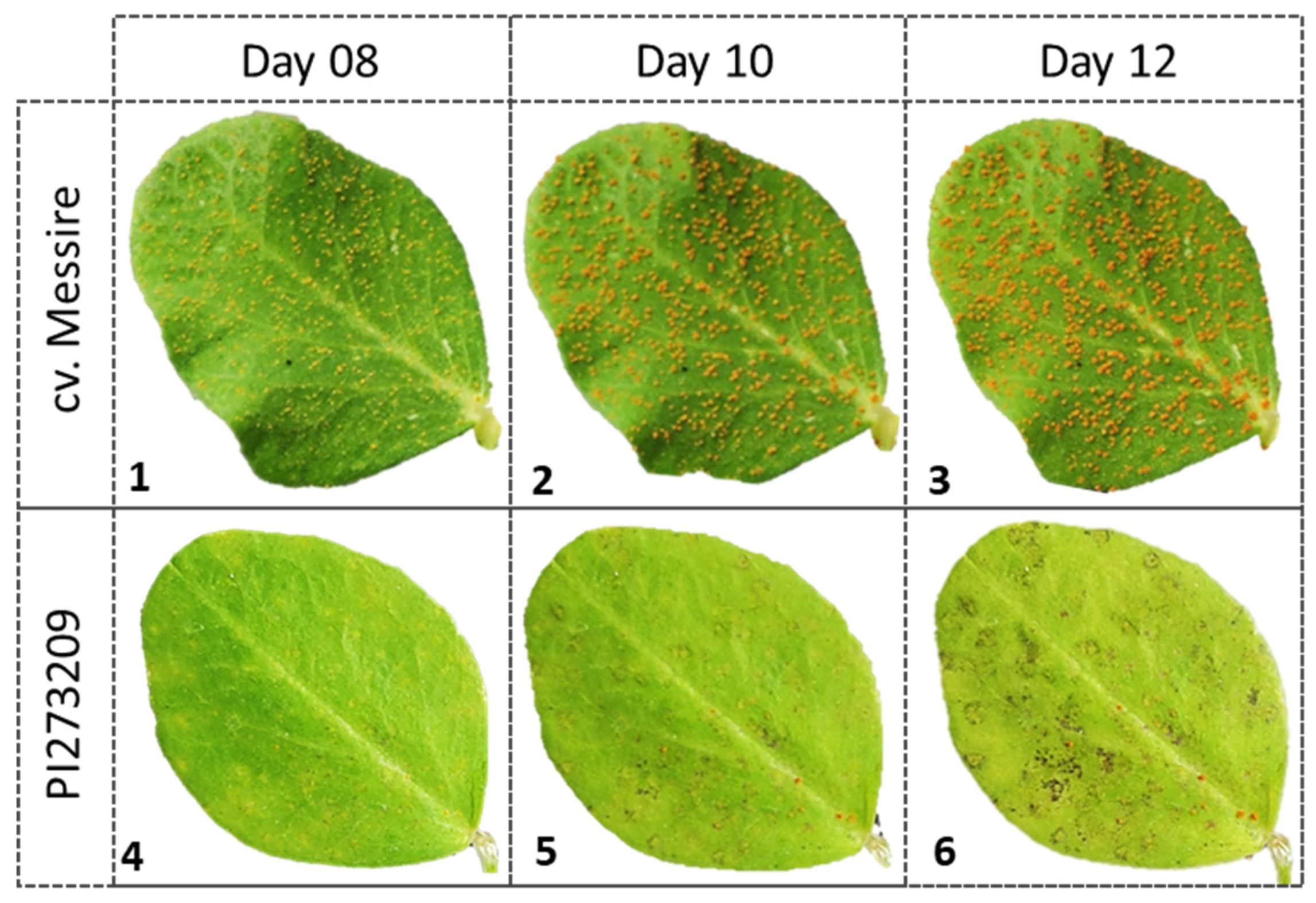 Plants 11 02268 g004