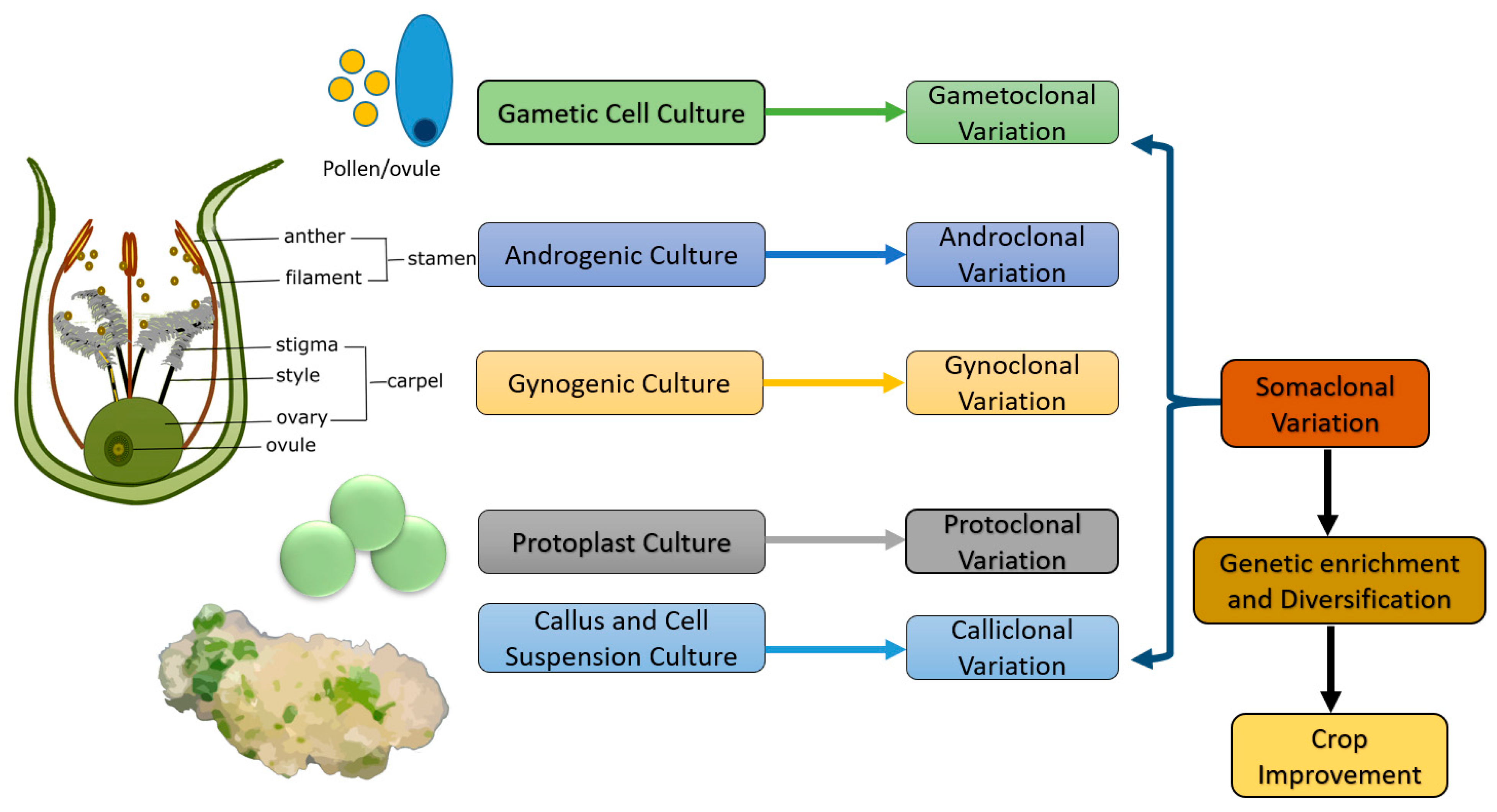 Plants 11 02273 g001