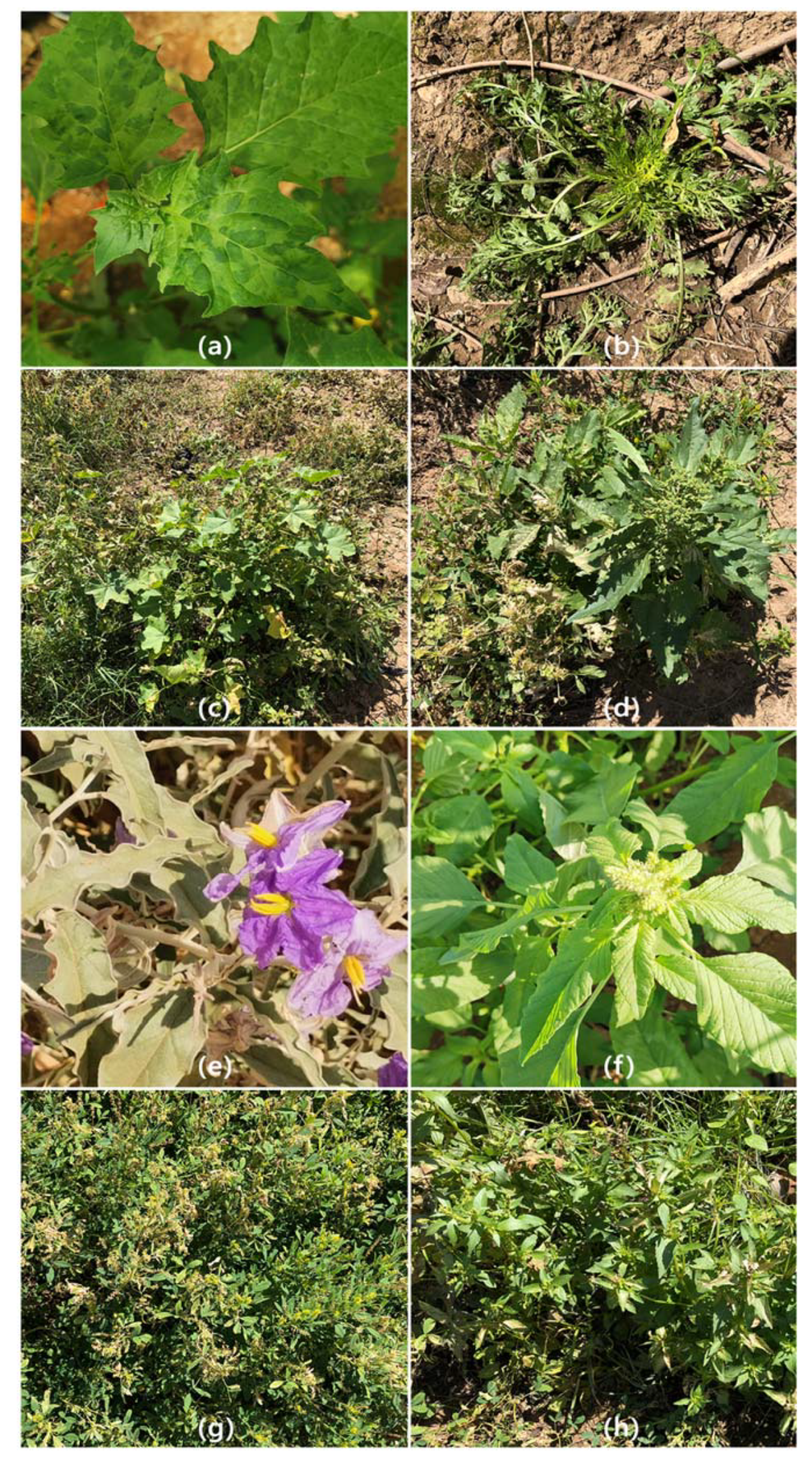 Plants 11 02287 g001 Plants 11 02287 g001