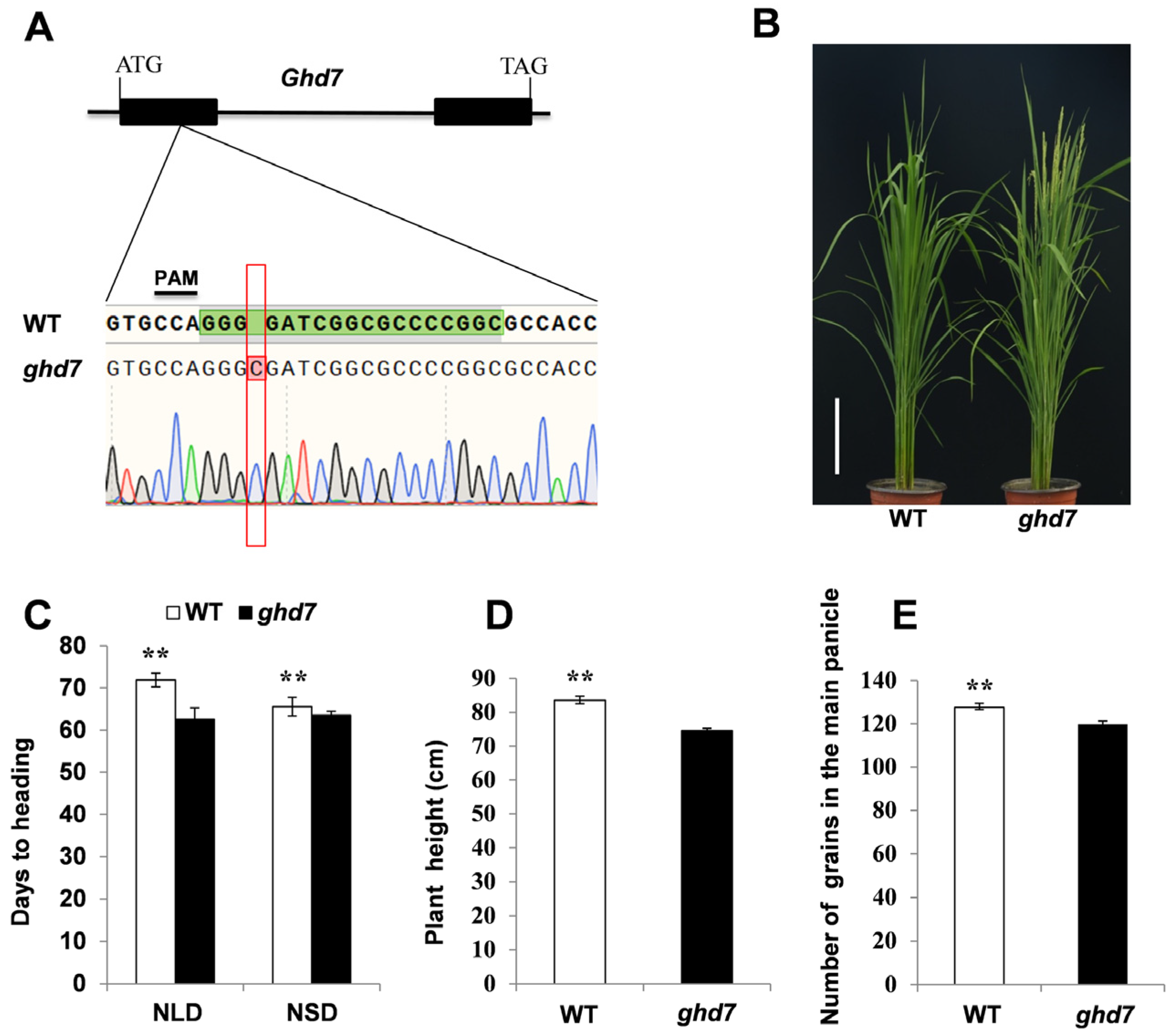 Plants 11 02288 g004 Plants 11 02288 g004