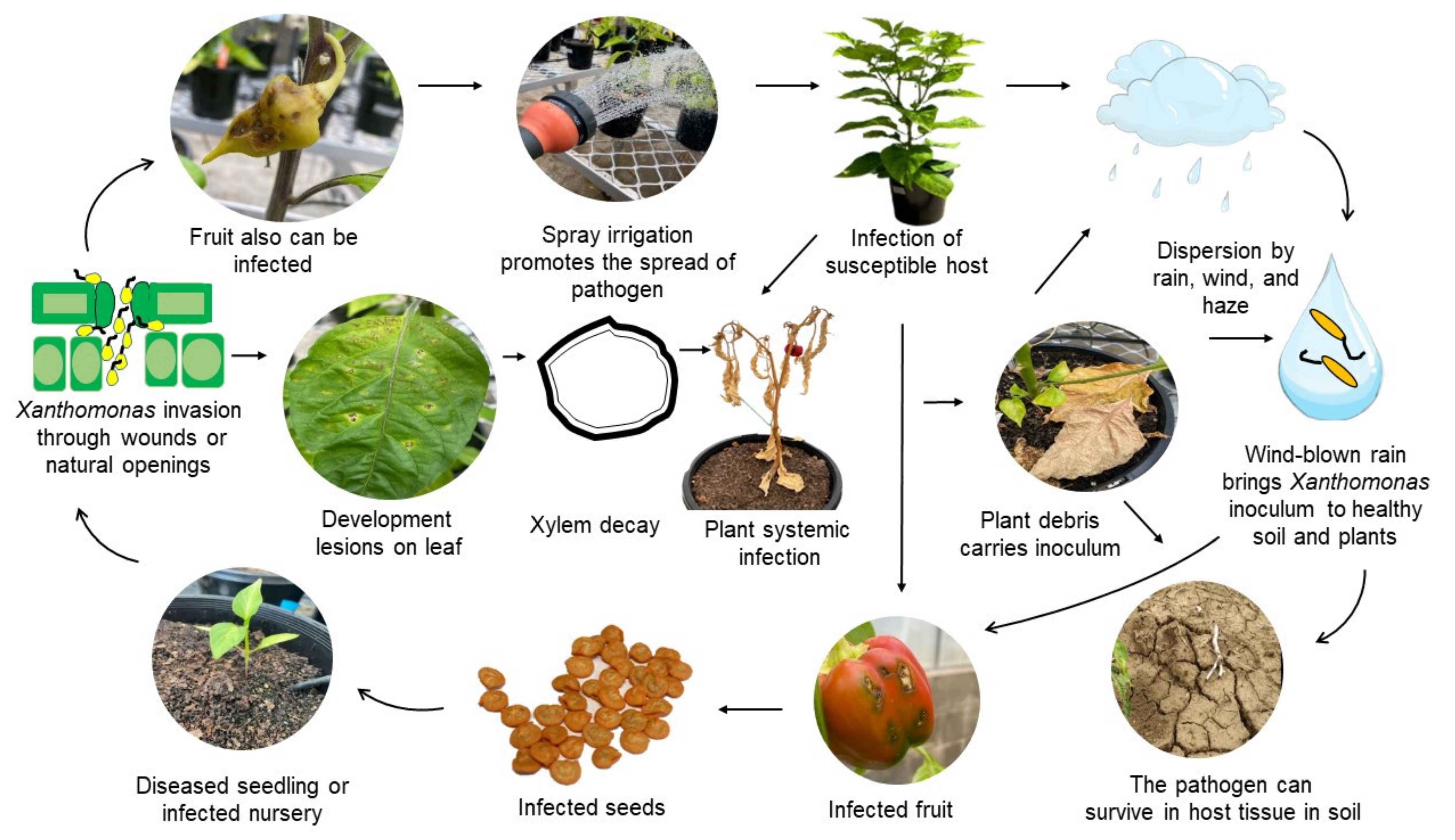 Plants 11 02291 g004