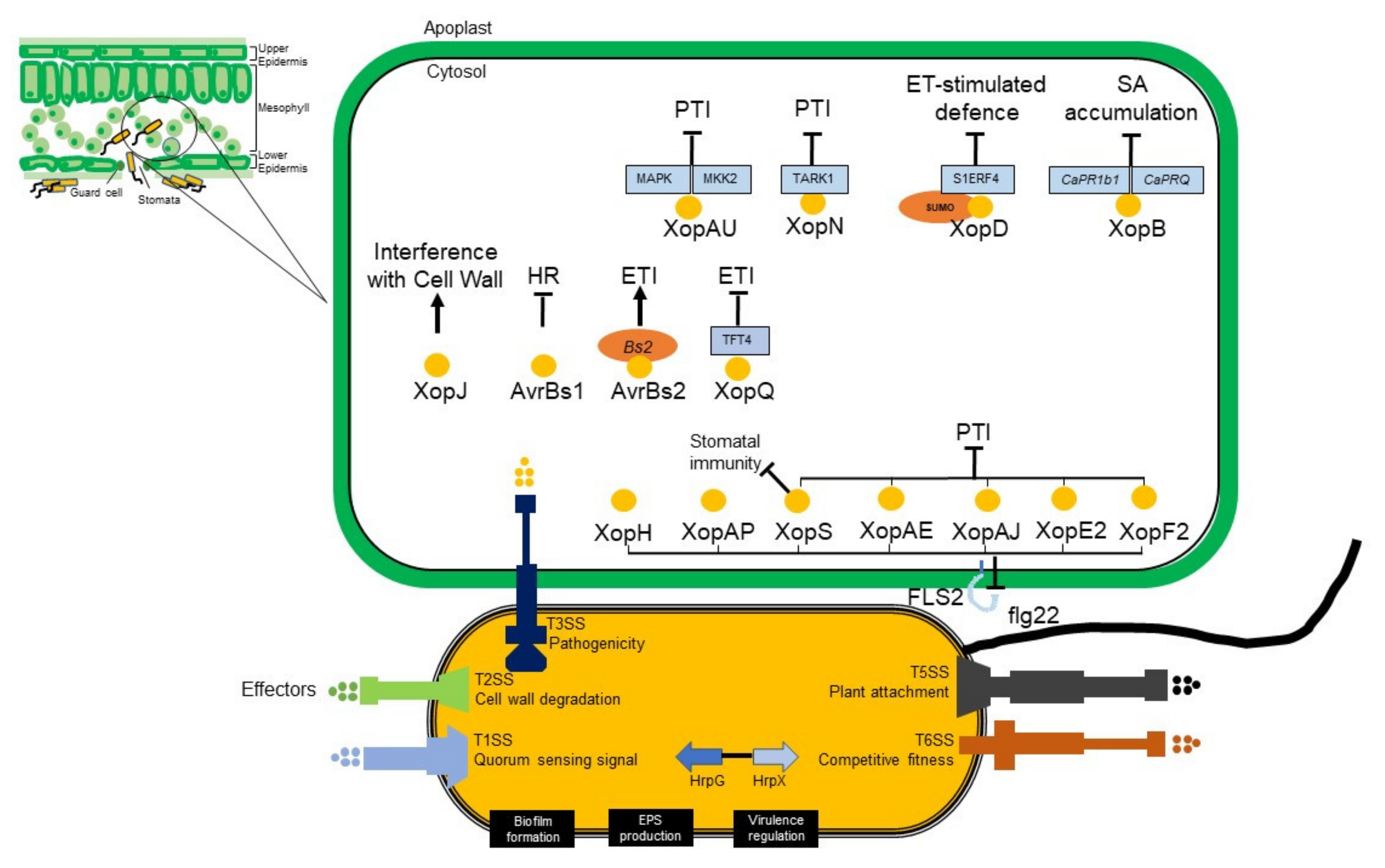 Plants 11 02291 g005