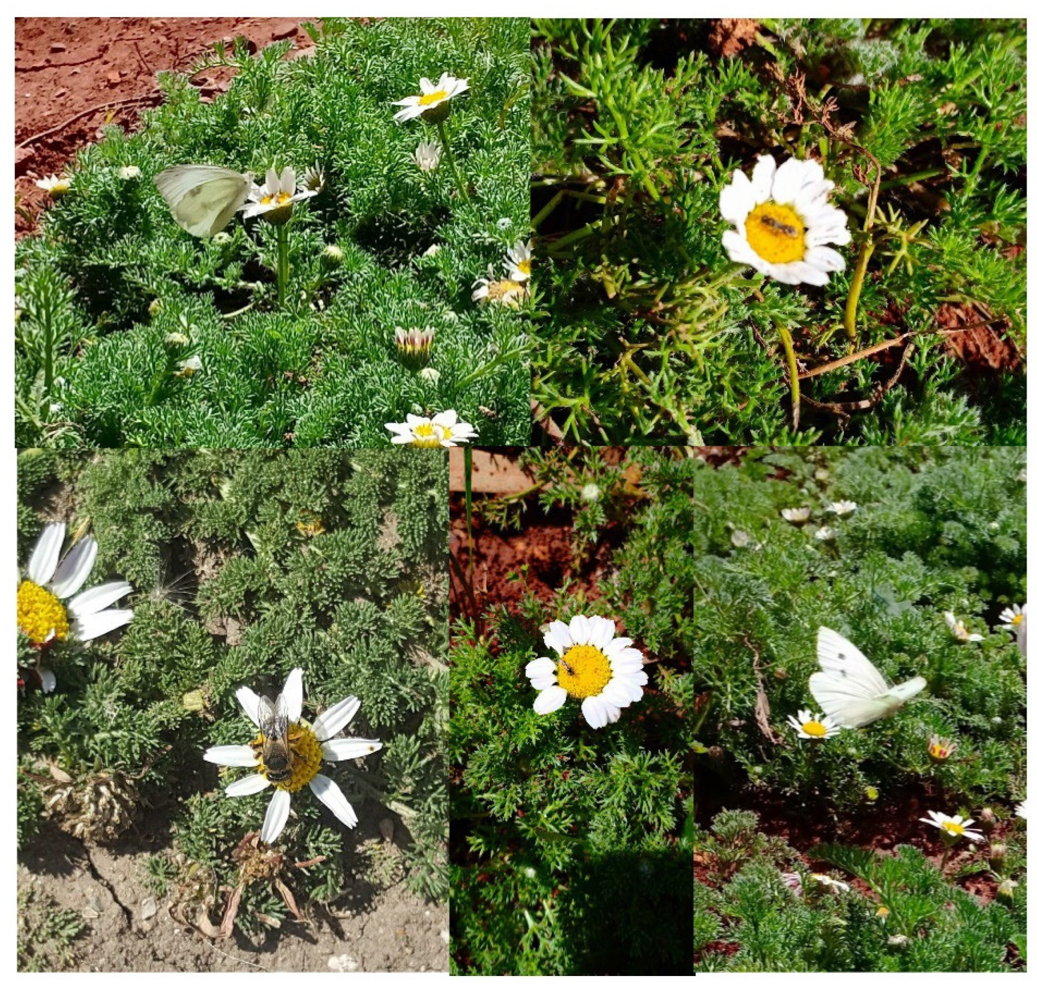 Plants 11 02299 g003 Plants 11 02299 g003