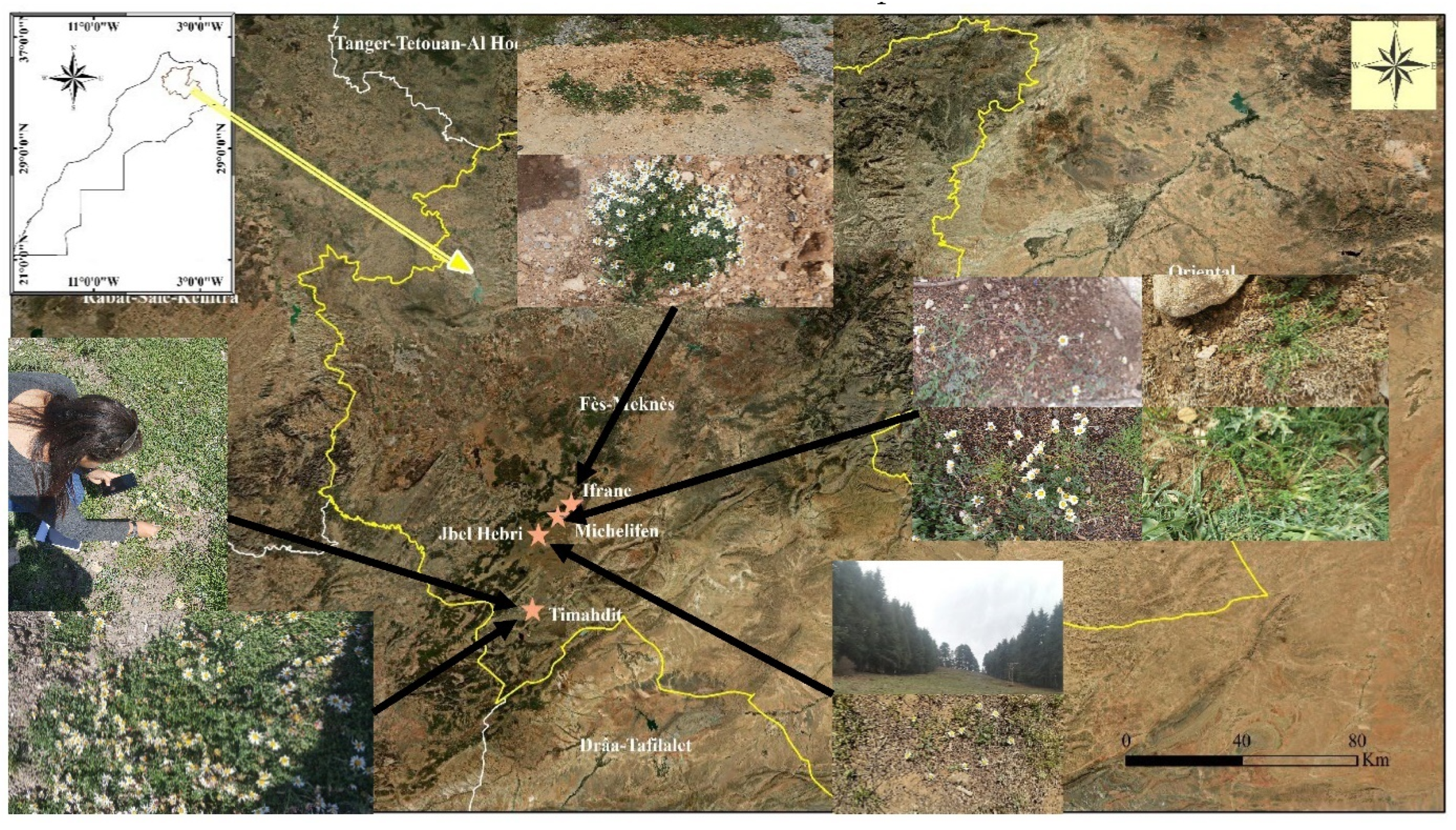 Plants 11 02299 g004 Plants 11 02299 g004