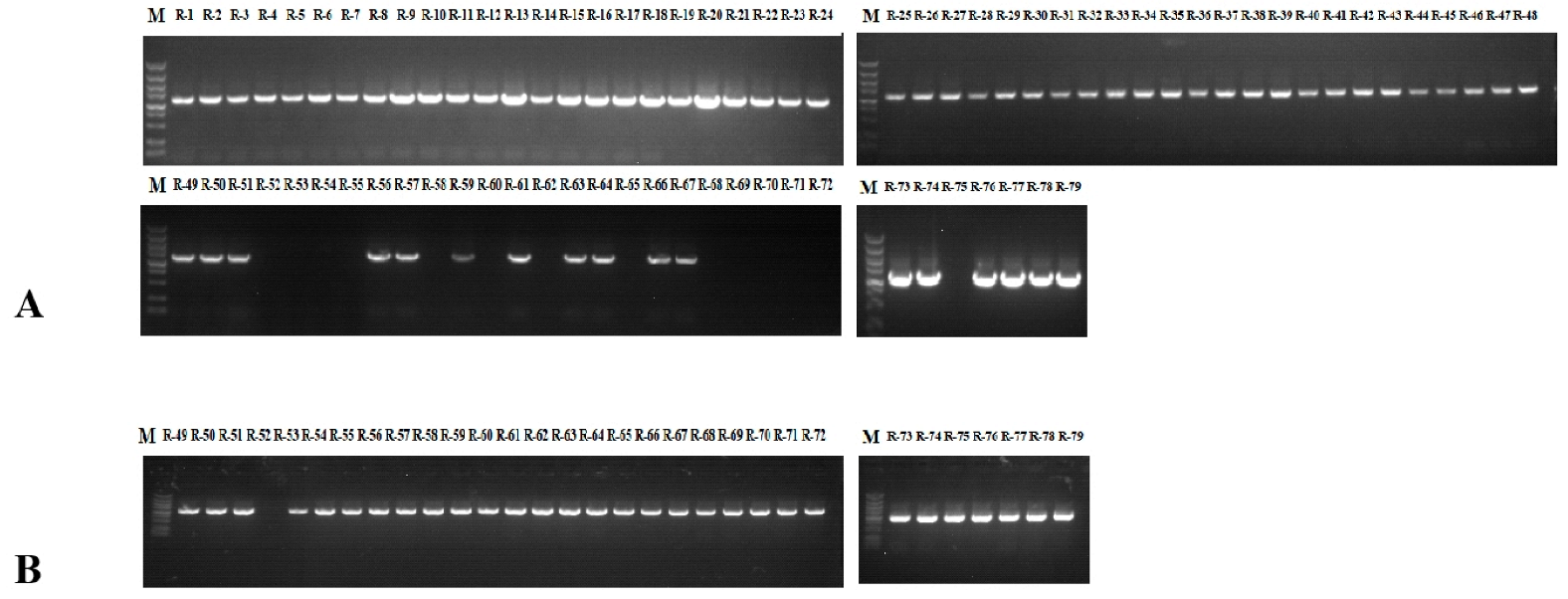 Plants 11 02304 g001