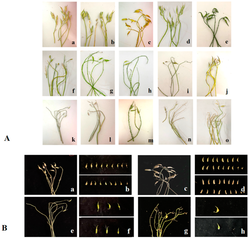 Plants 11 02304 g004