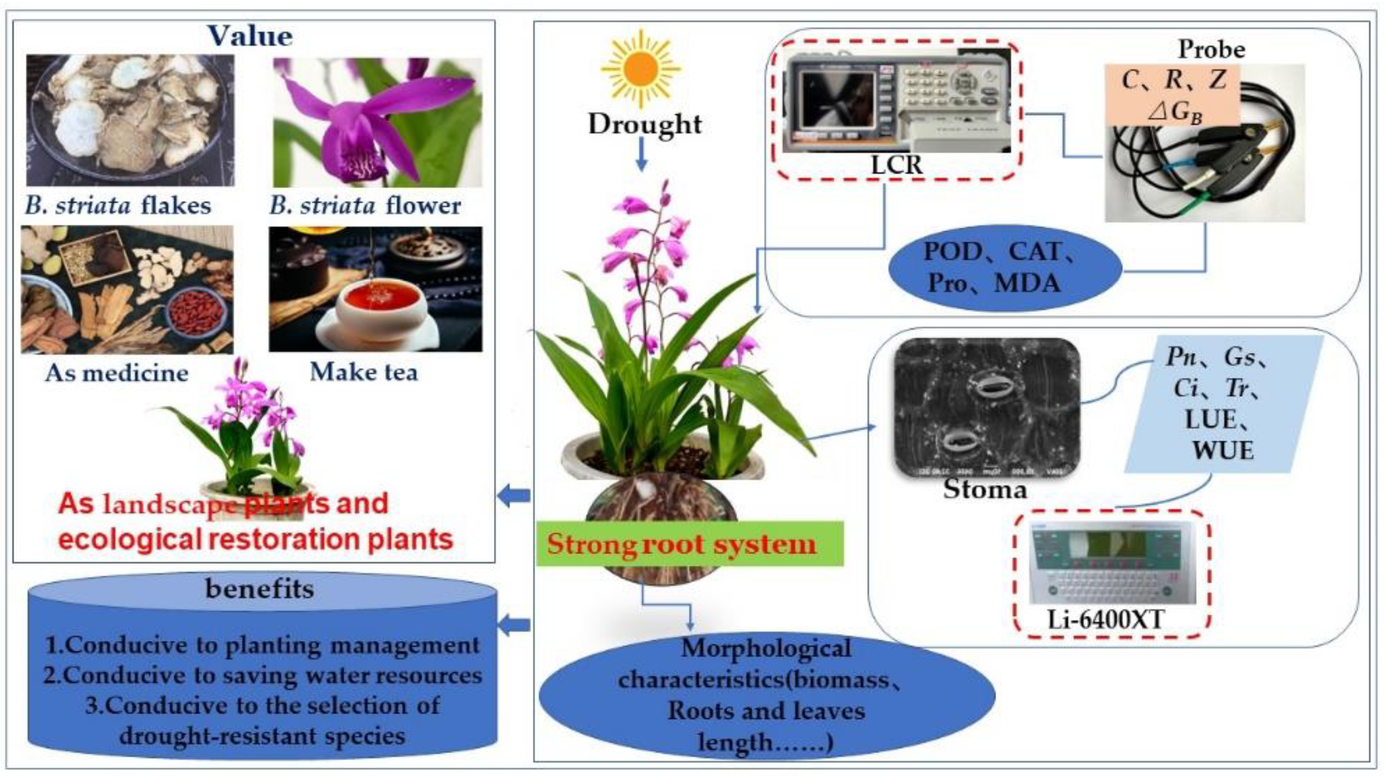 Plants 11 02313 g001