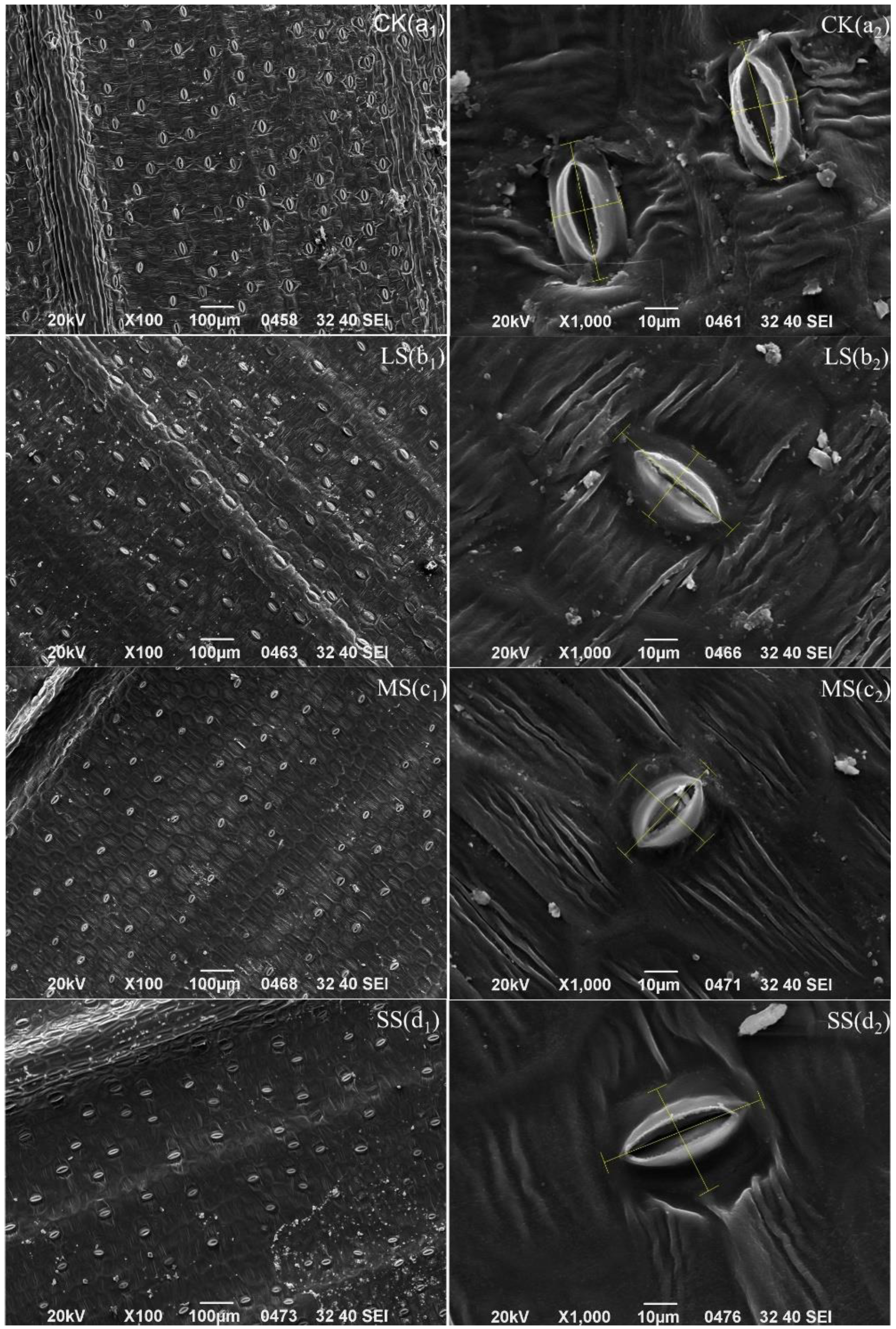 Plants 11 02313 g009