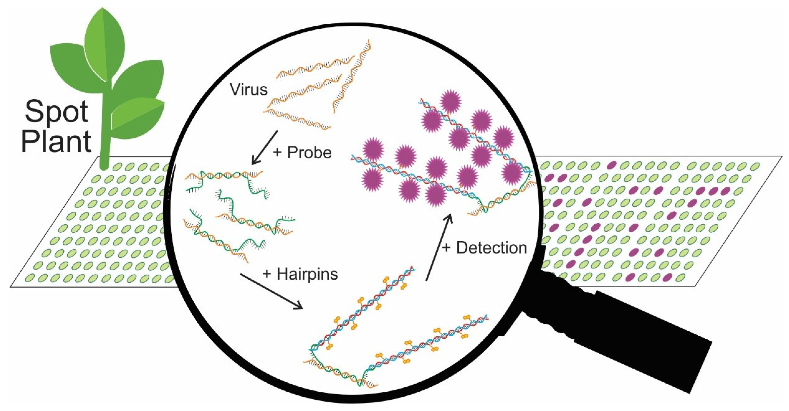 Plants 11 02325 g001