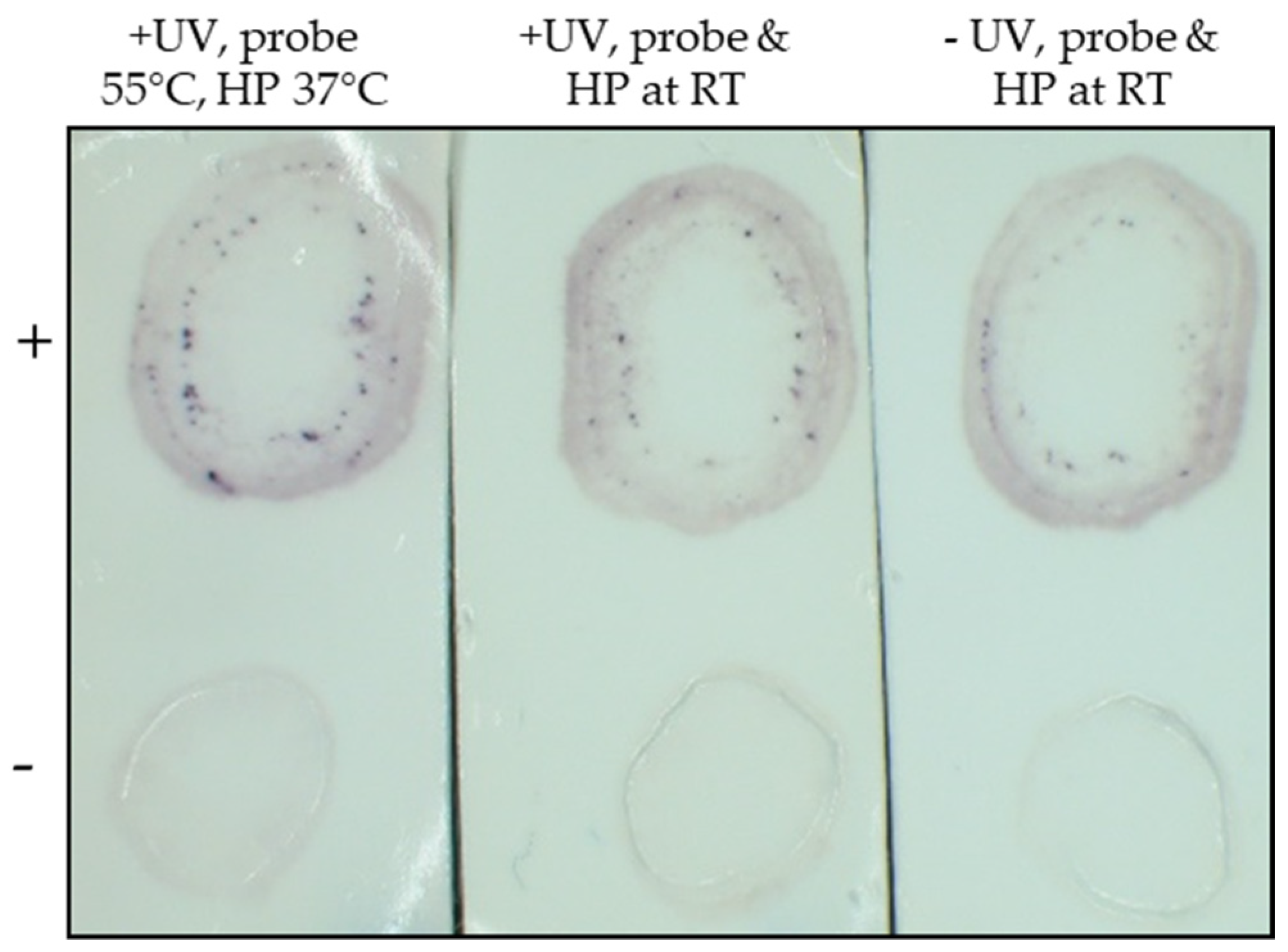 Plants 11 02325 g002