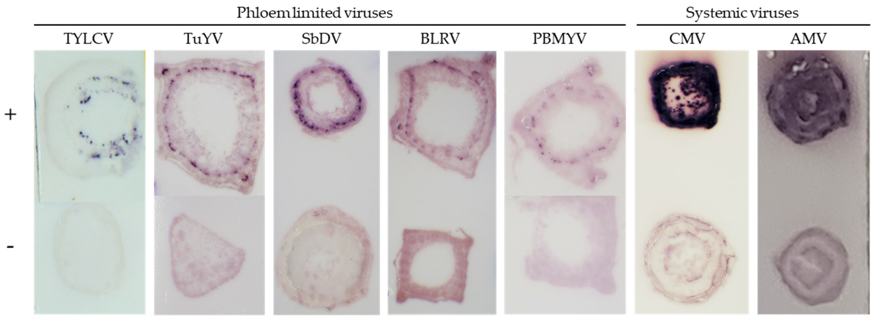 Plants 11 02325 g004