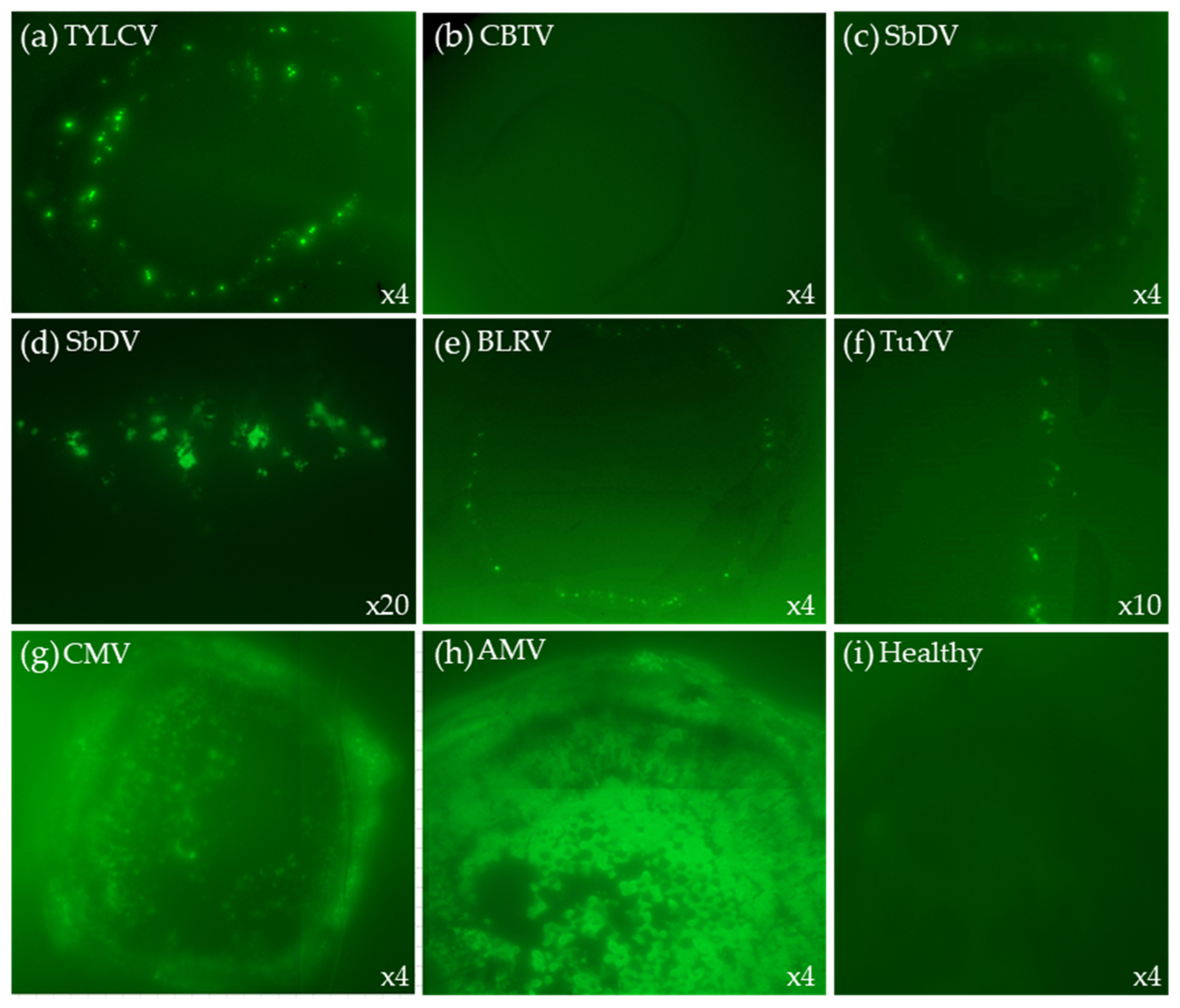 Plants 11 02325 g006