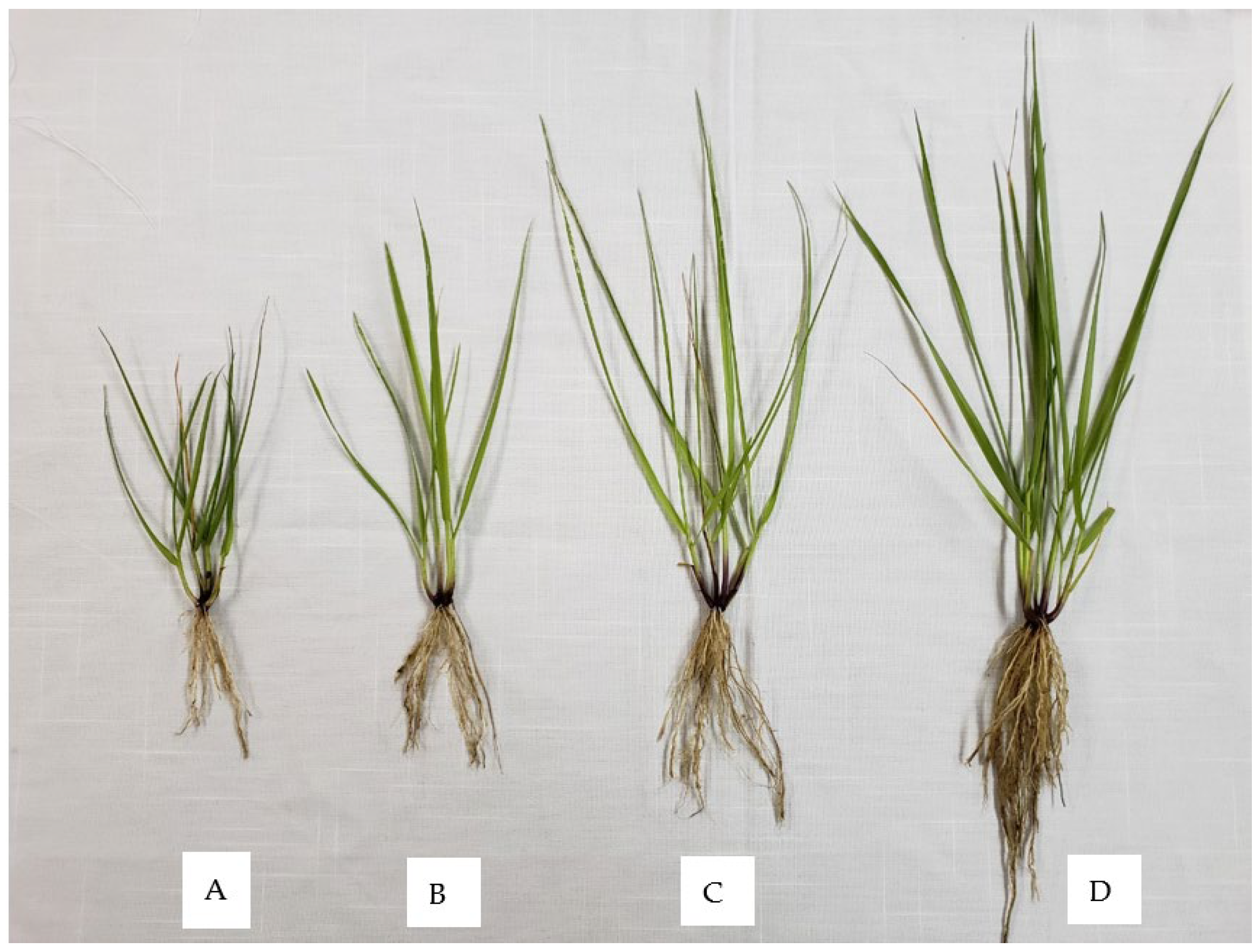 Plants 11 02326 g001