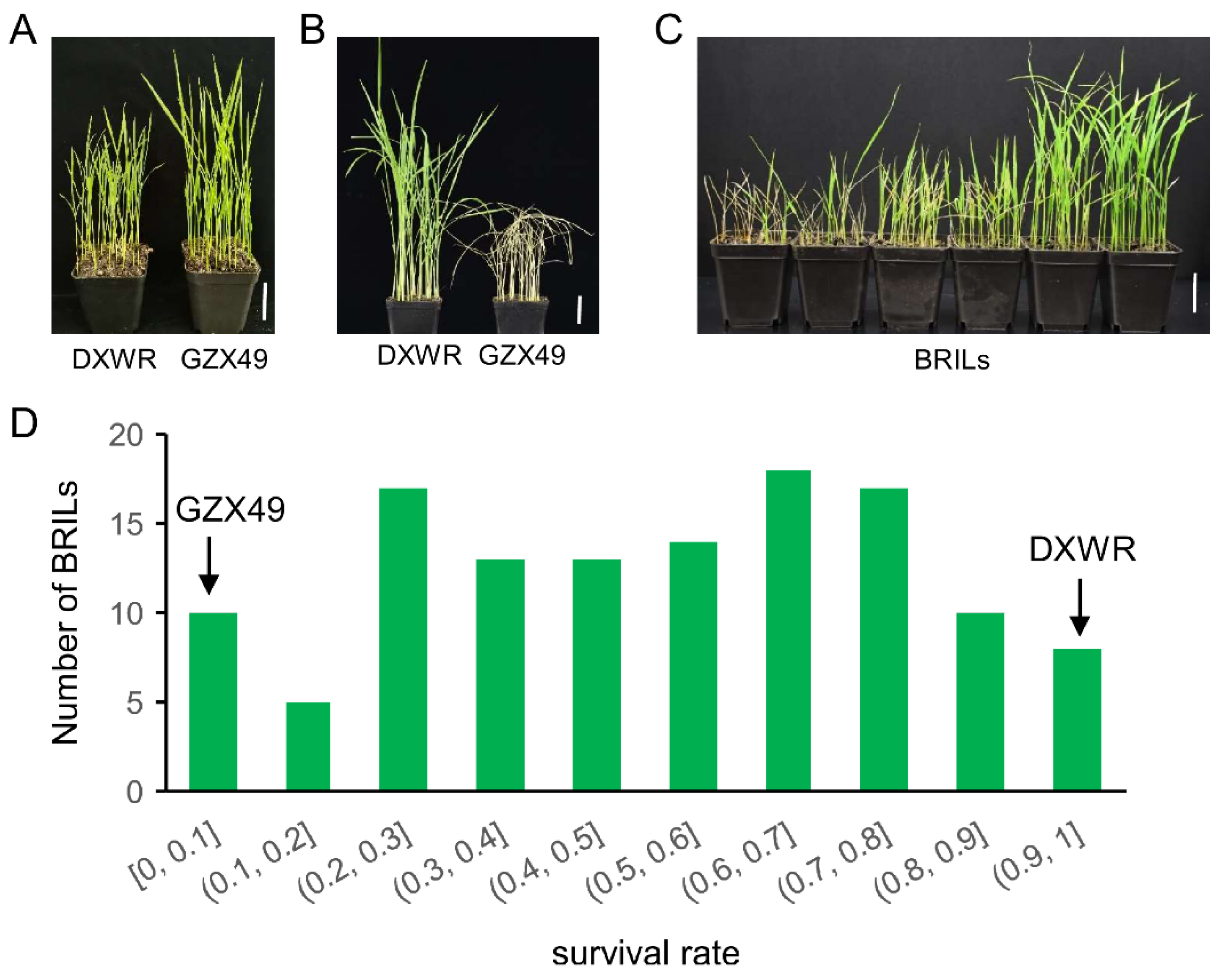 Plants 11 02329 g002