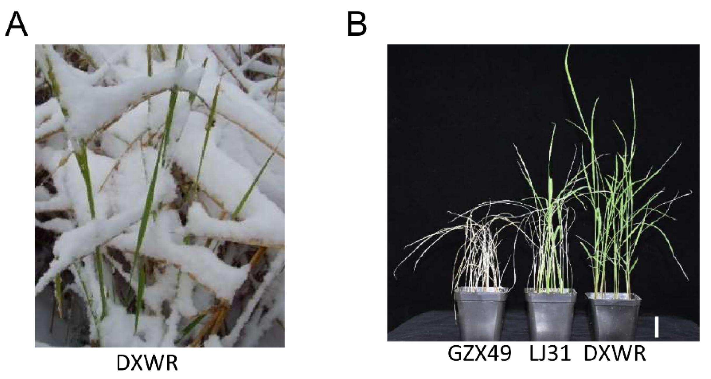 Plants 11 02329 g006