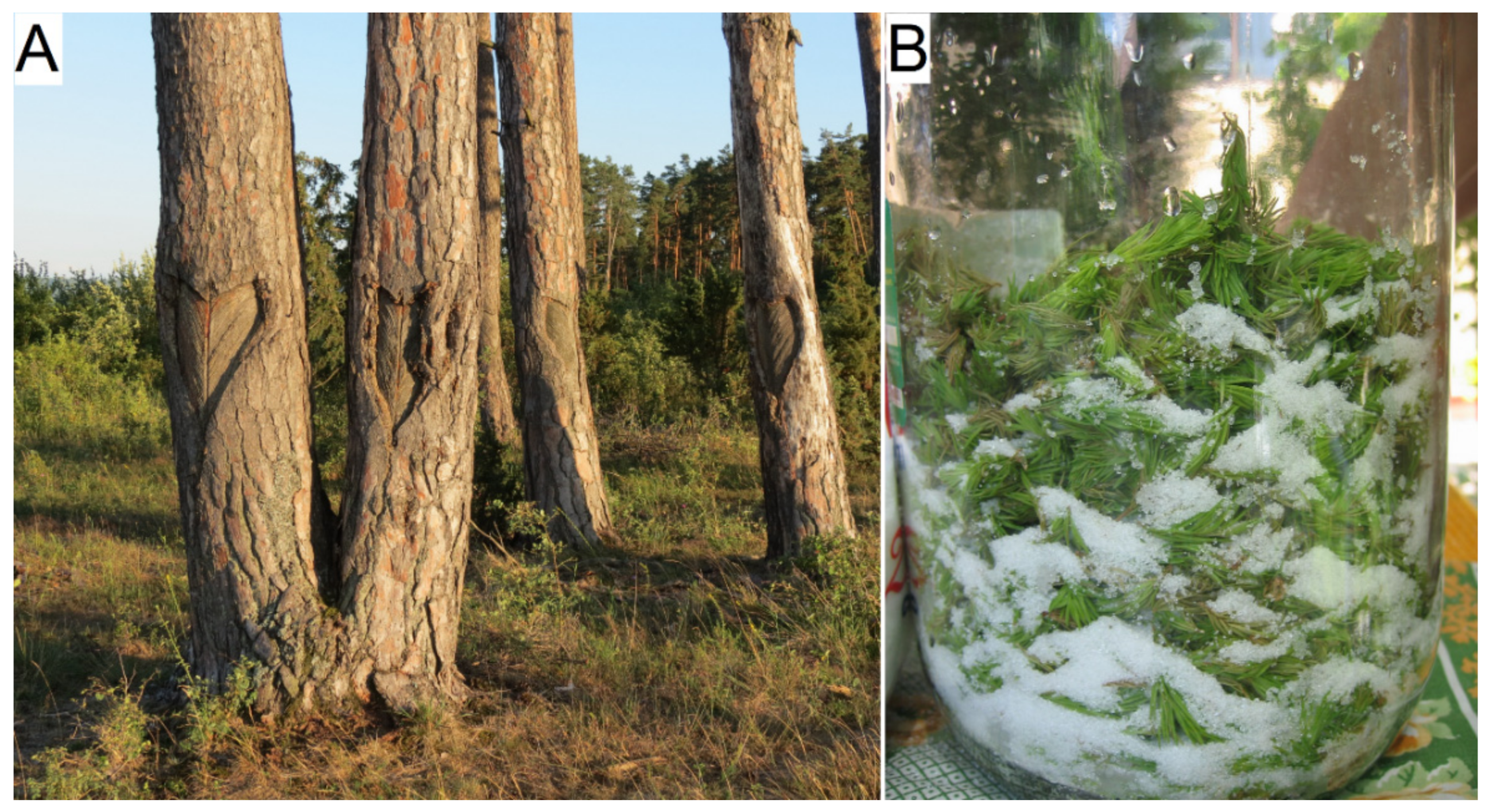 Plants 11 02331 g001