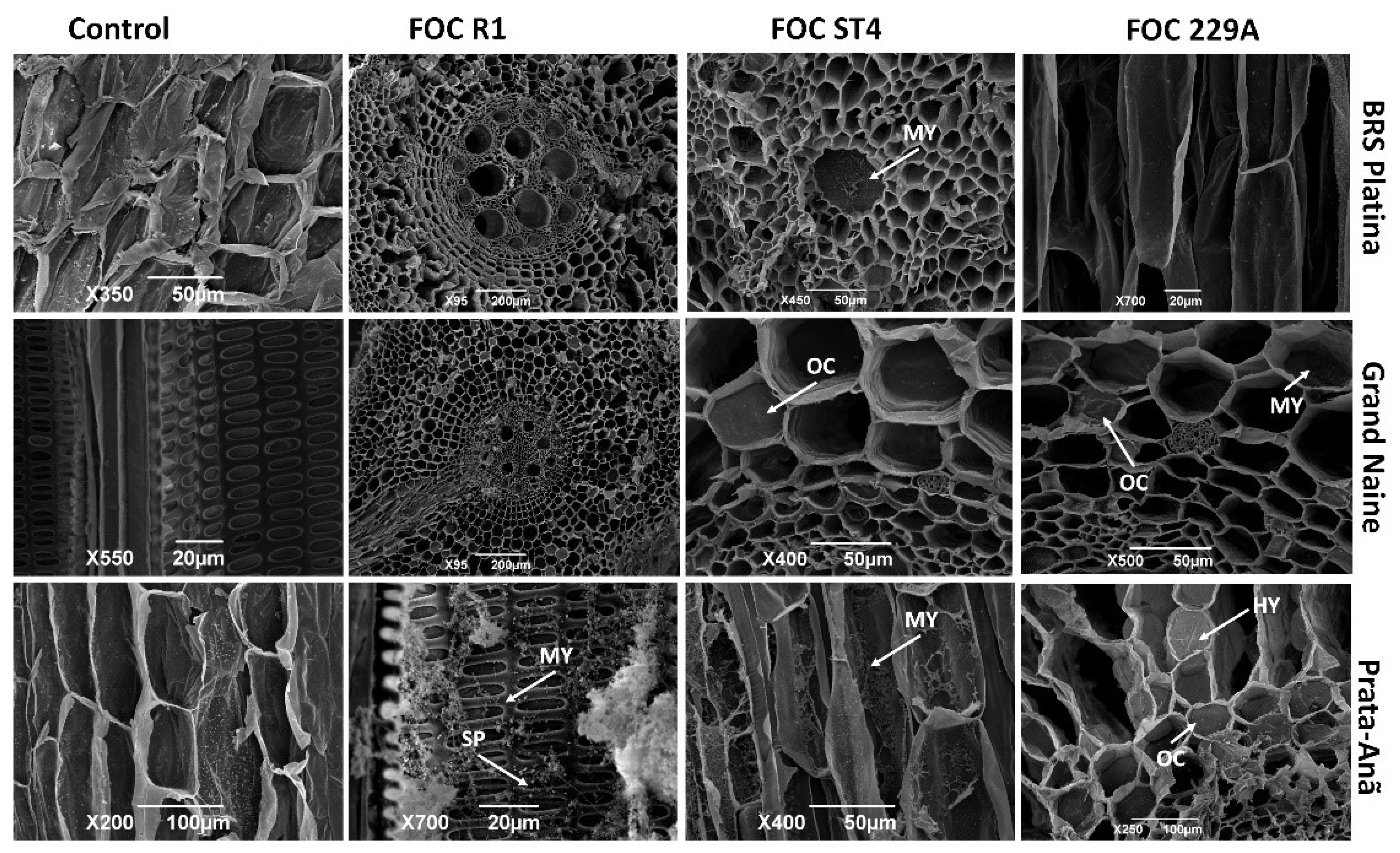 Plants 11 02339 g008 Plants 11 02339 g008