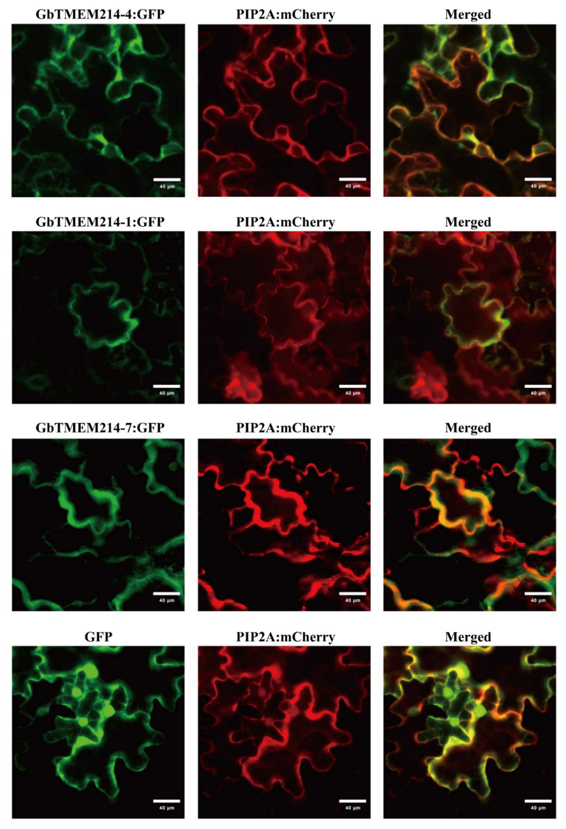 Plants 11 02342 g004