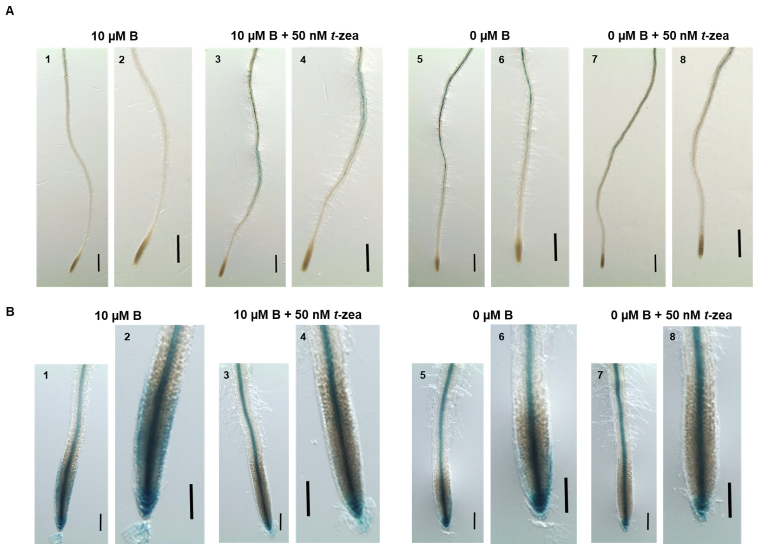 Plants 11 02344 g008