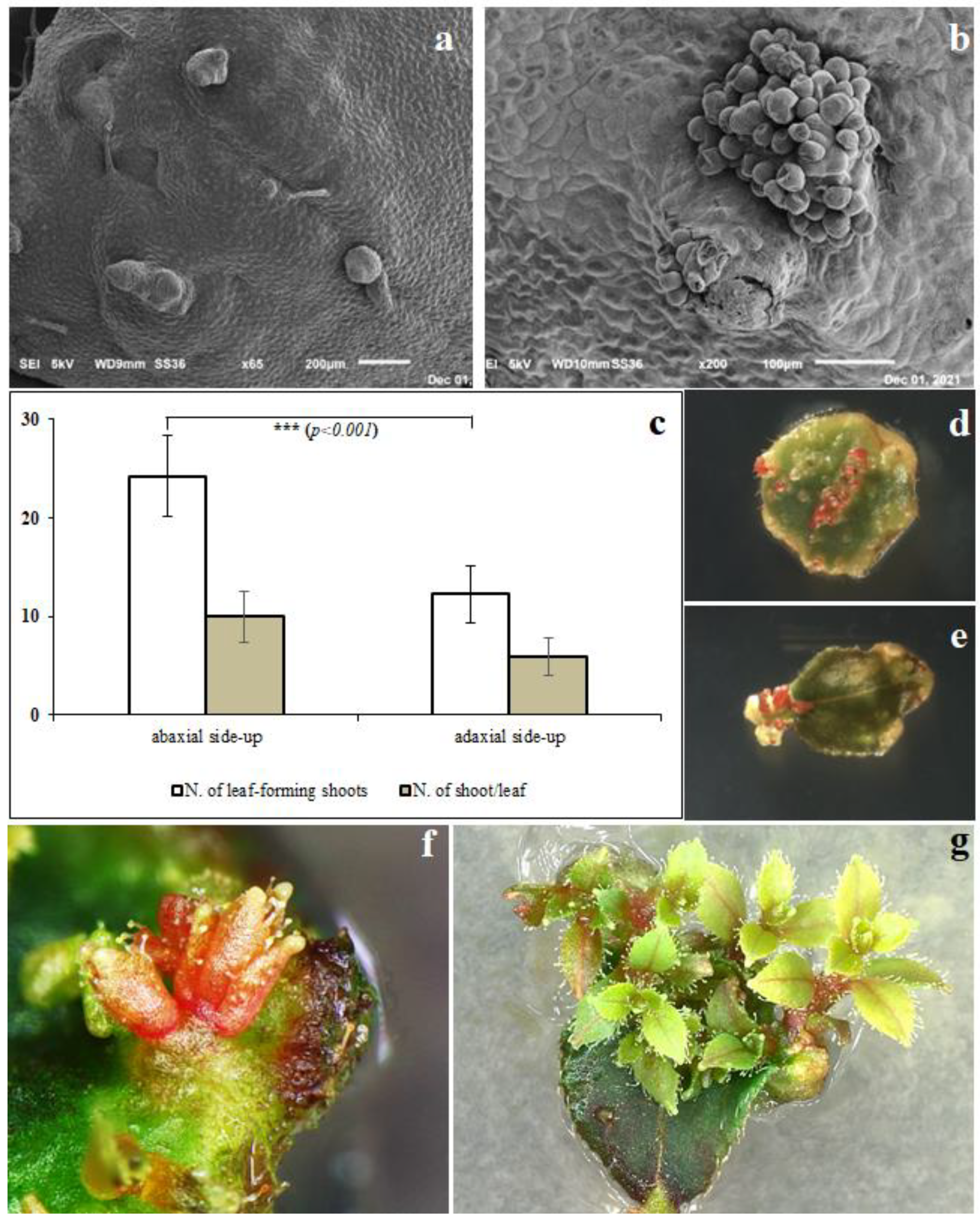 Plants 11 02349 g001