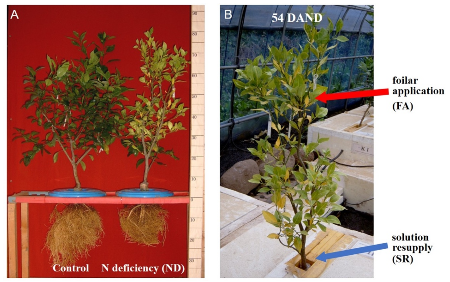 Plants 11 02351 g008