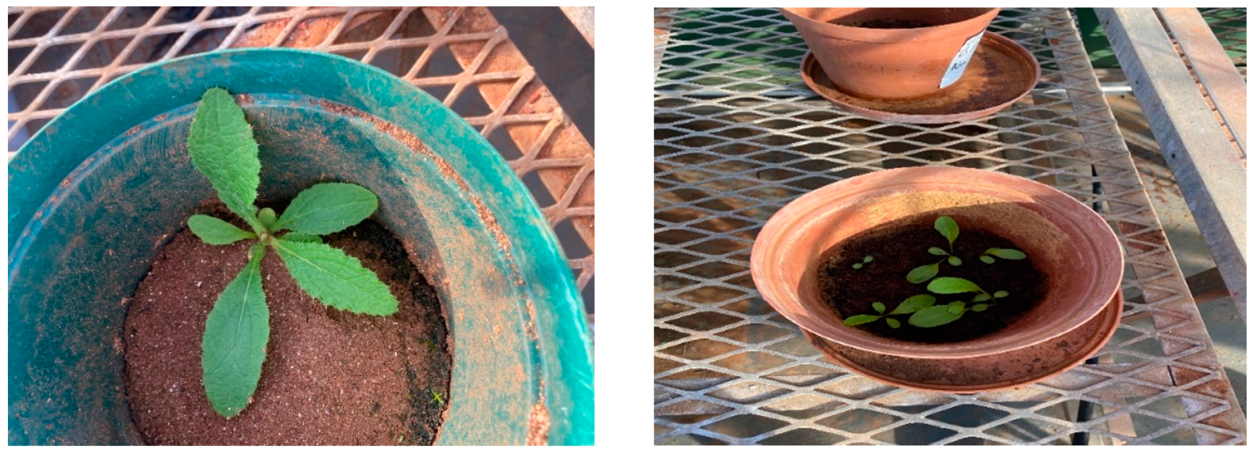 Plants 11 02360 g003