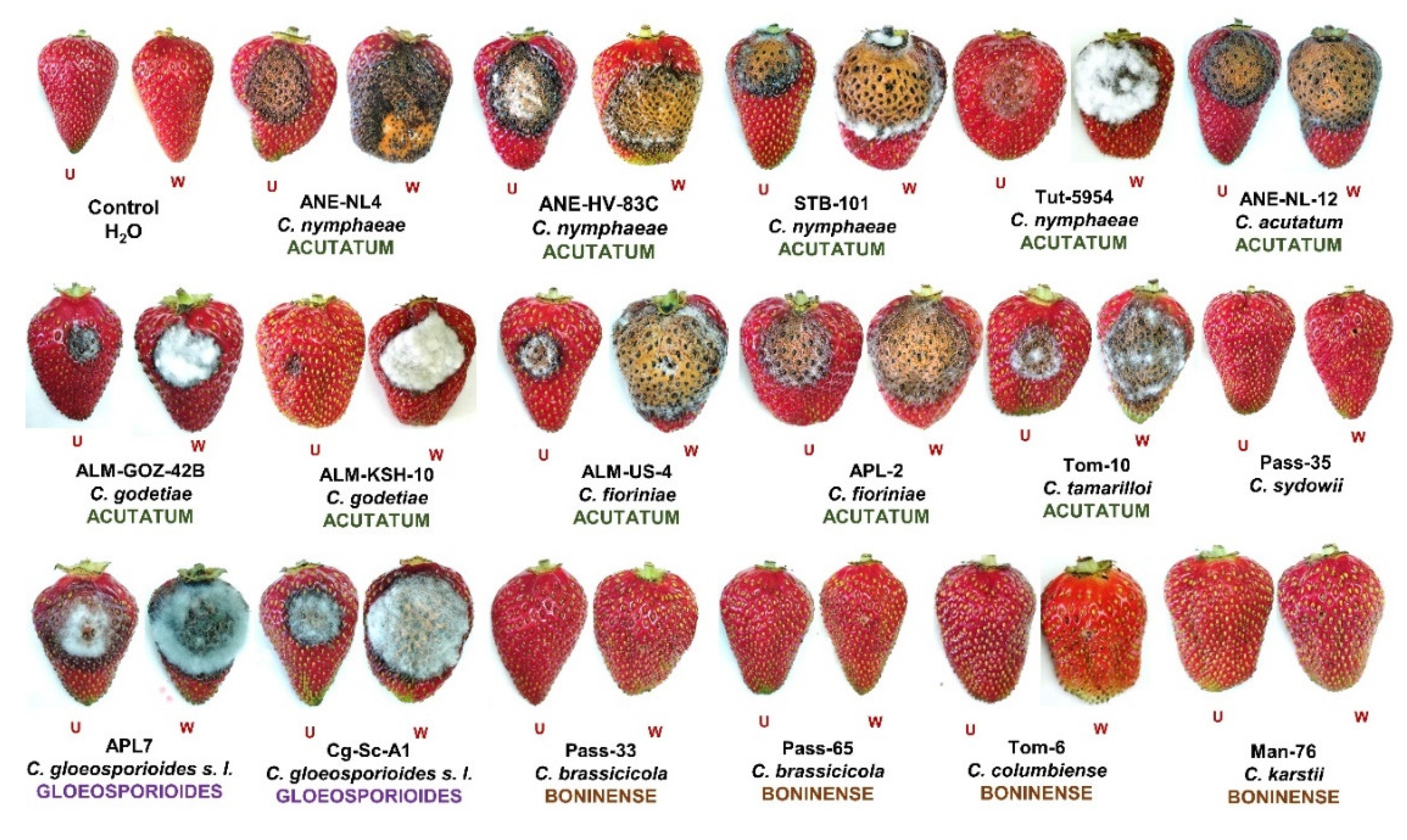 Plants 11 02373 g004 Plants 11 02373 g004