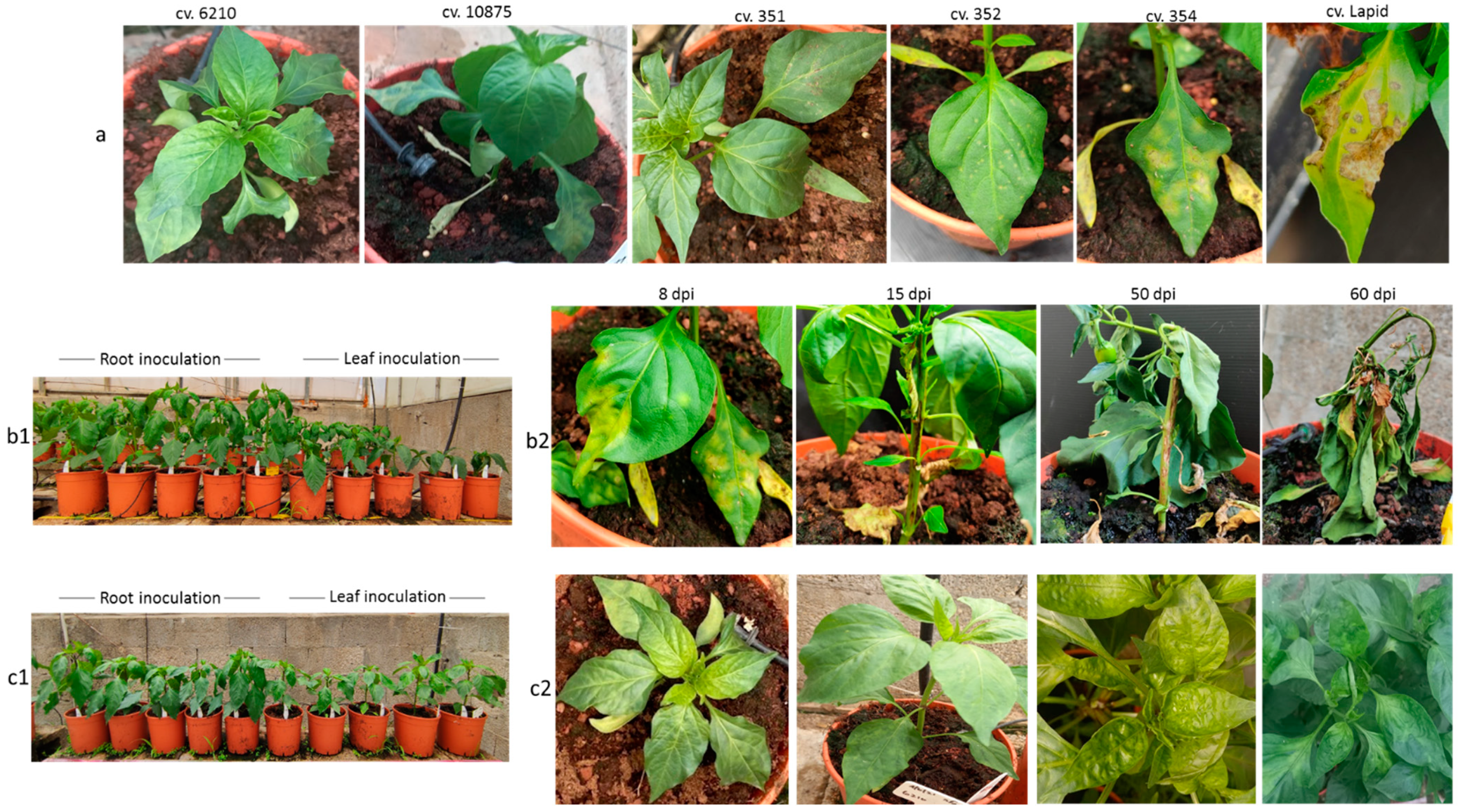 Plants 11 02378 g001