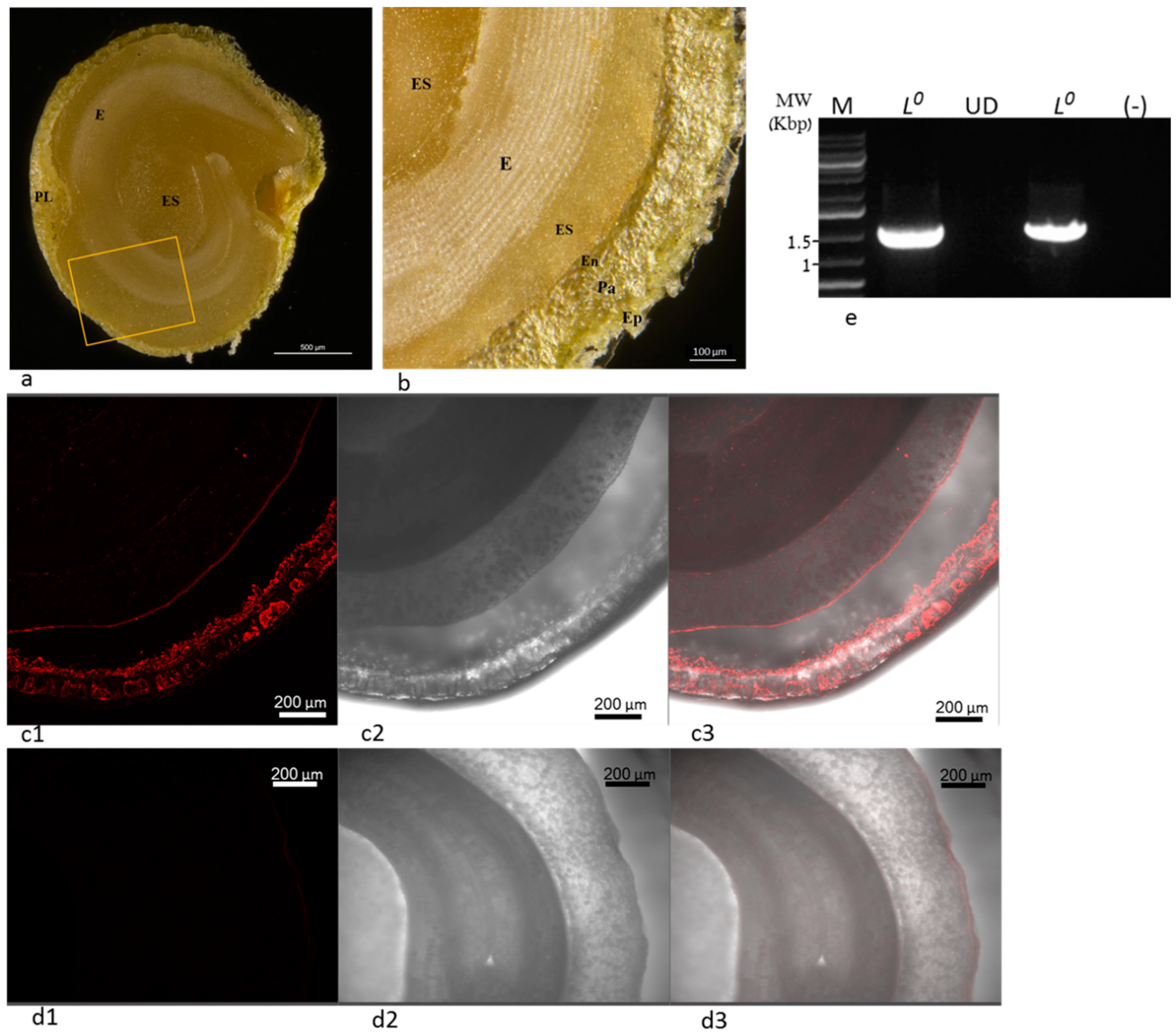 Plants 11 02378 g007