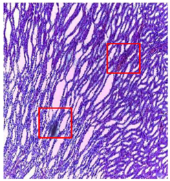 Plants 11 02389 i005