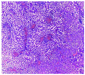 Plants 11 02389 i006