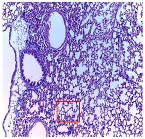 Plants 11 02389 i009