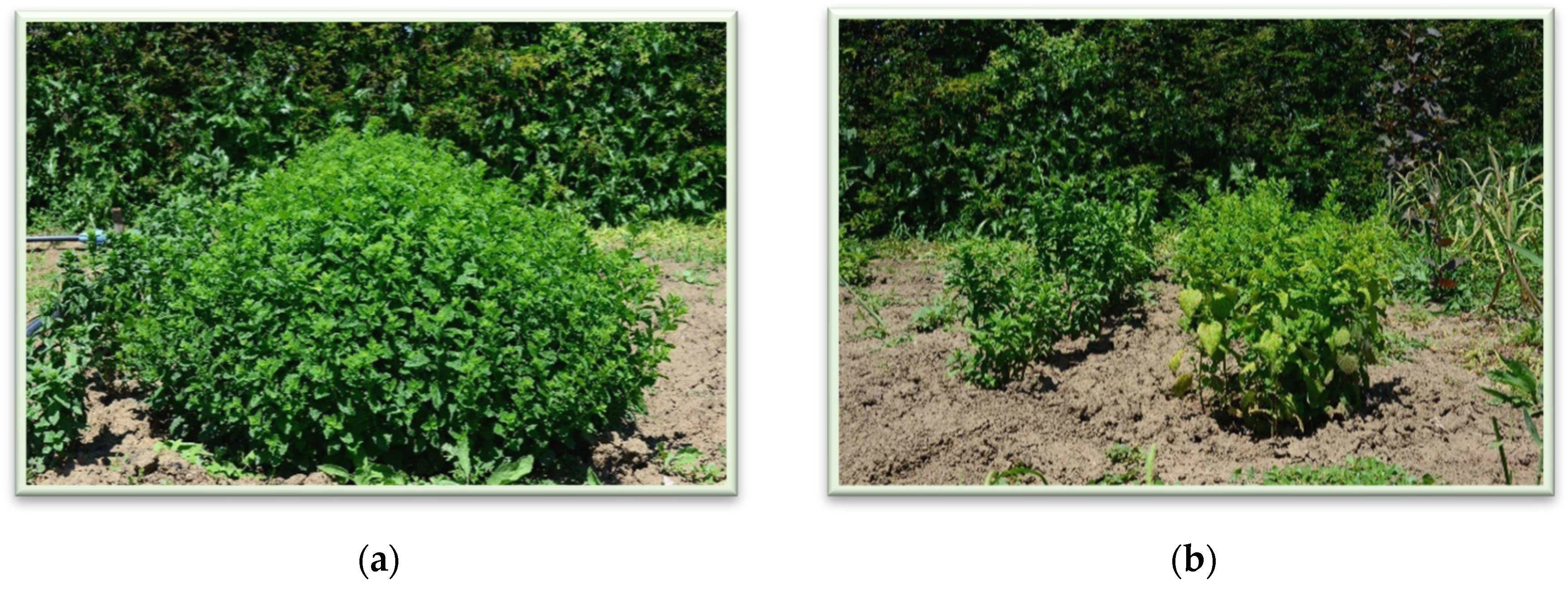 Plants 11 02398 g001