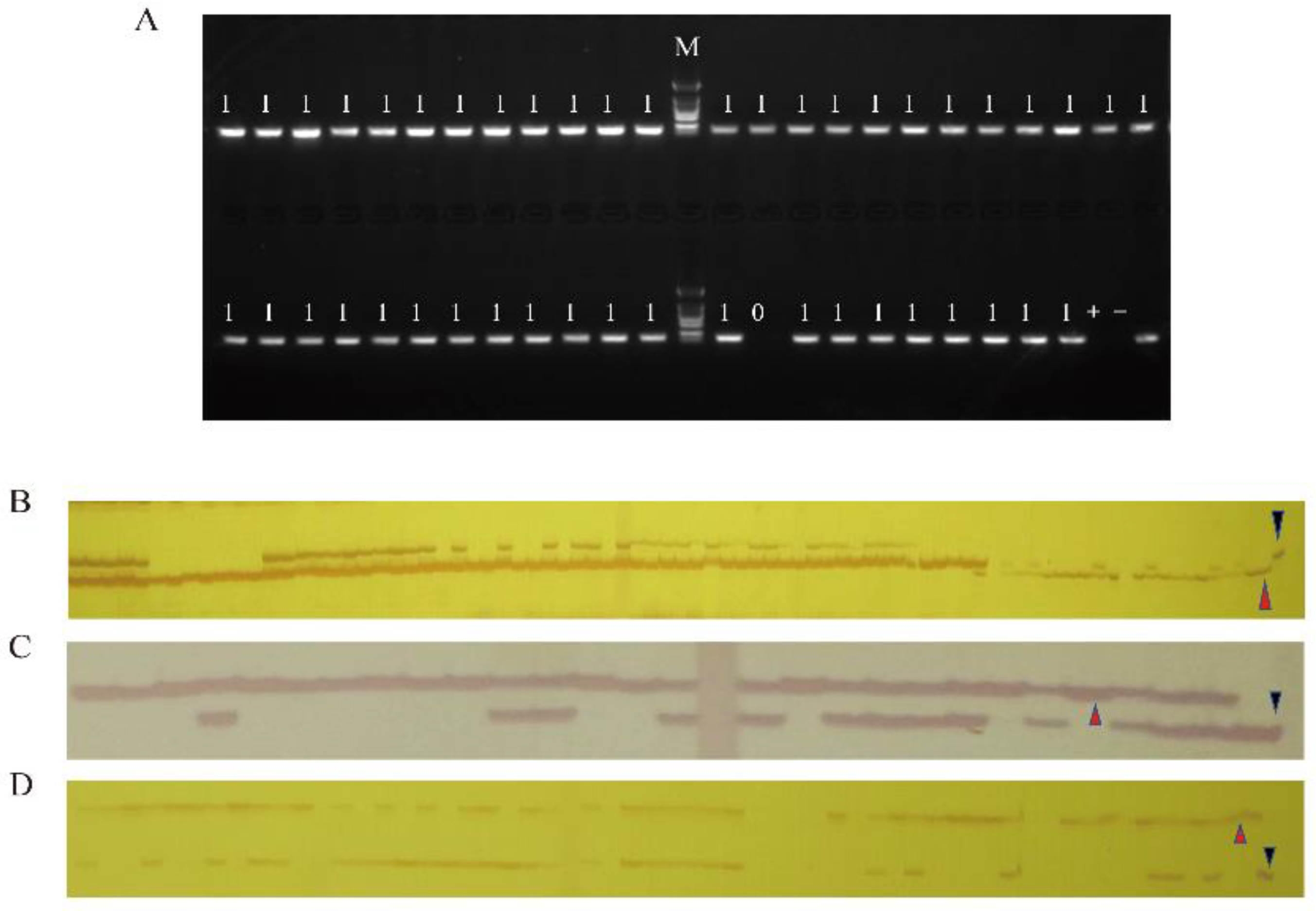 Plants 11 02413 g001