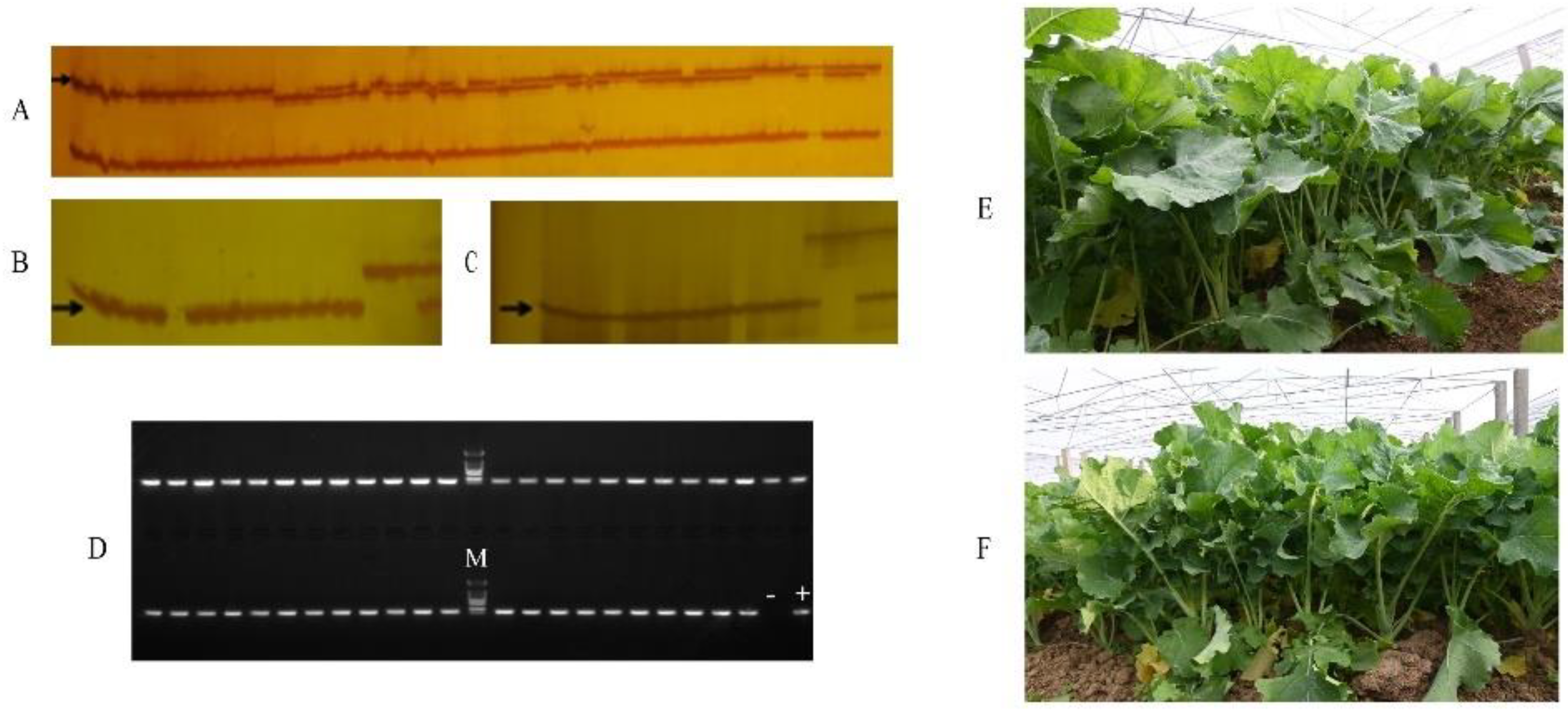 Plants 11 02413 g003