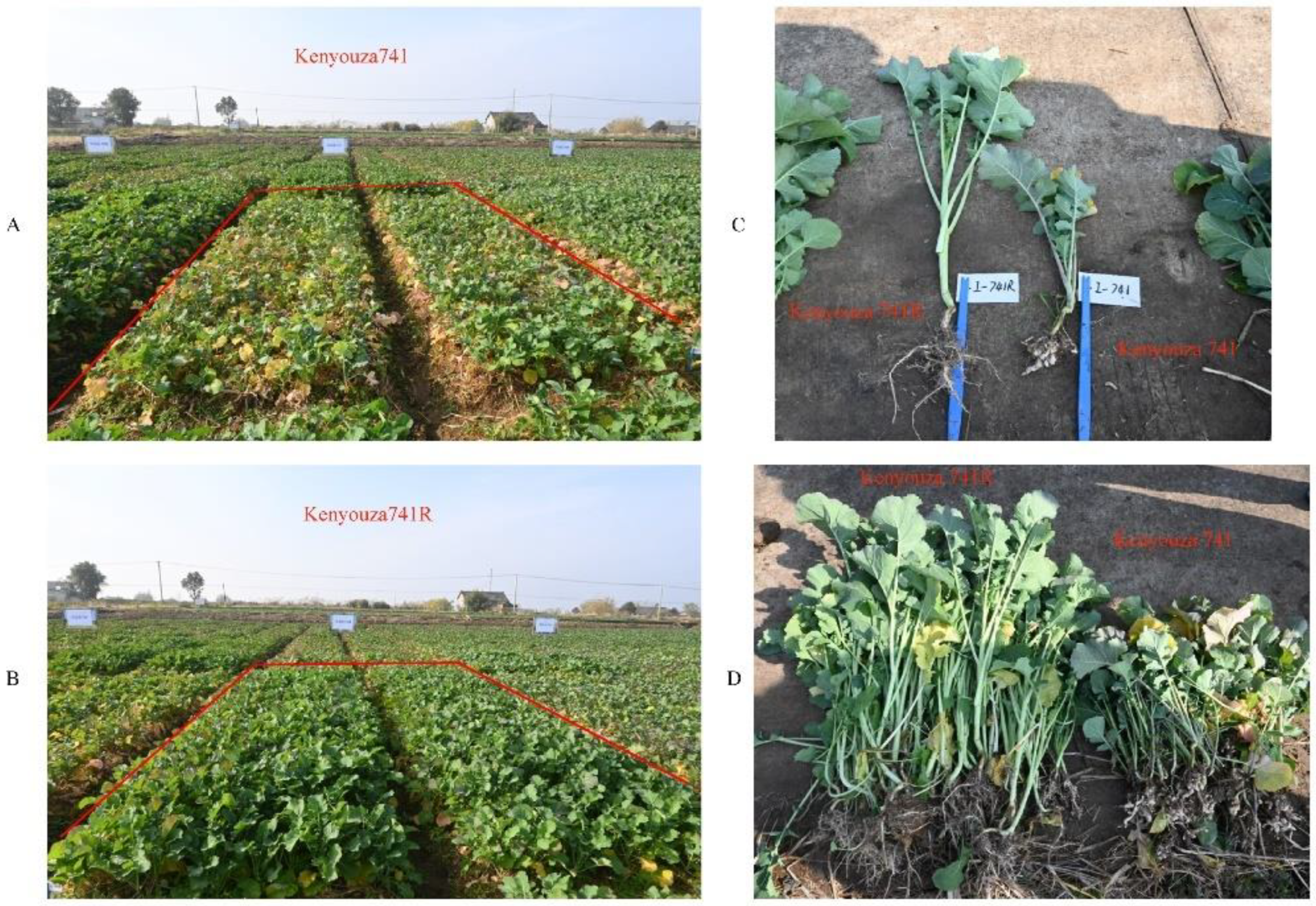 Plants 11 02413 g004