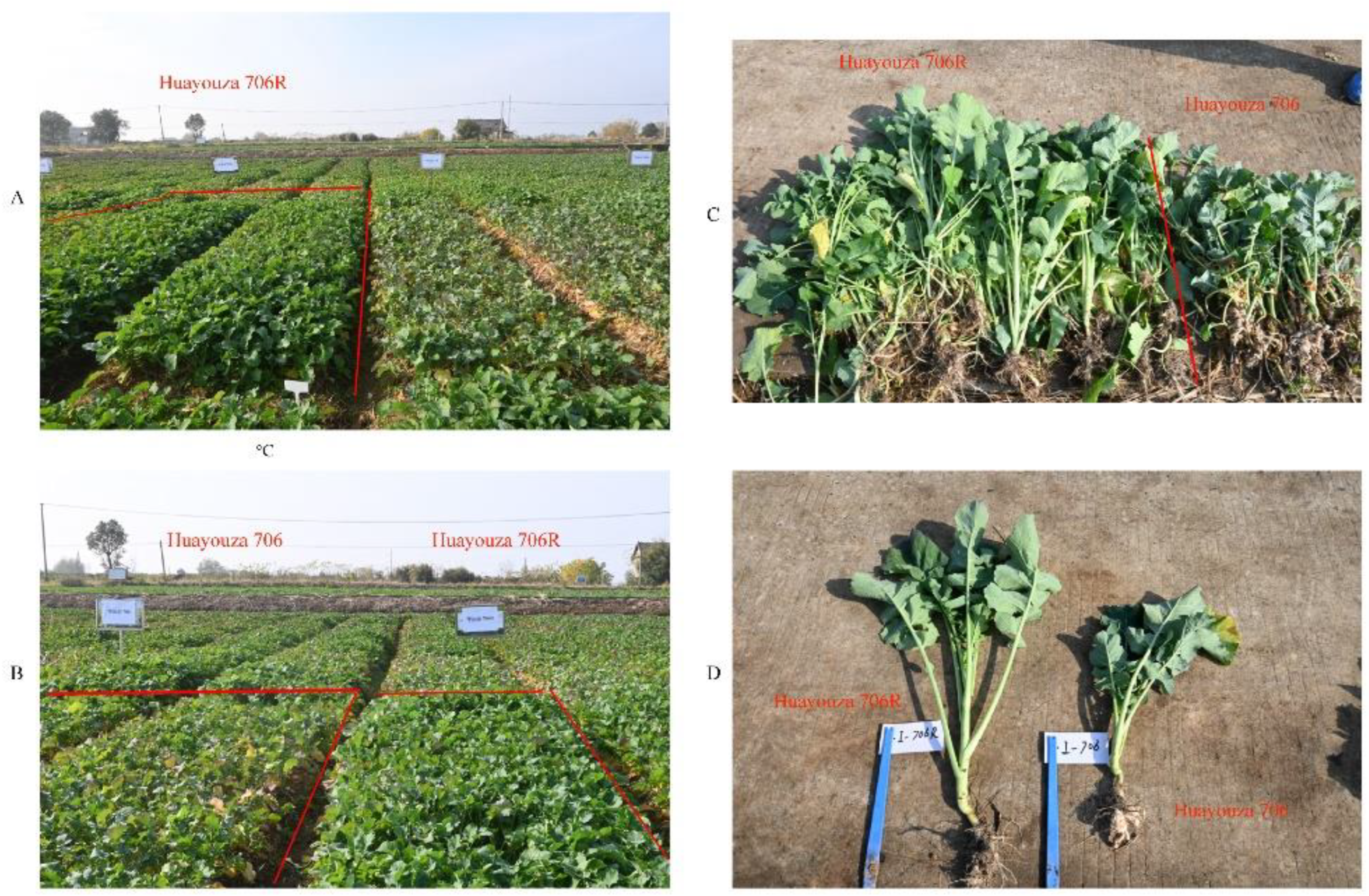 Plants 11 02413 g005