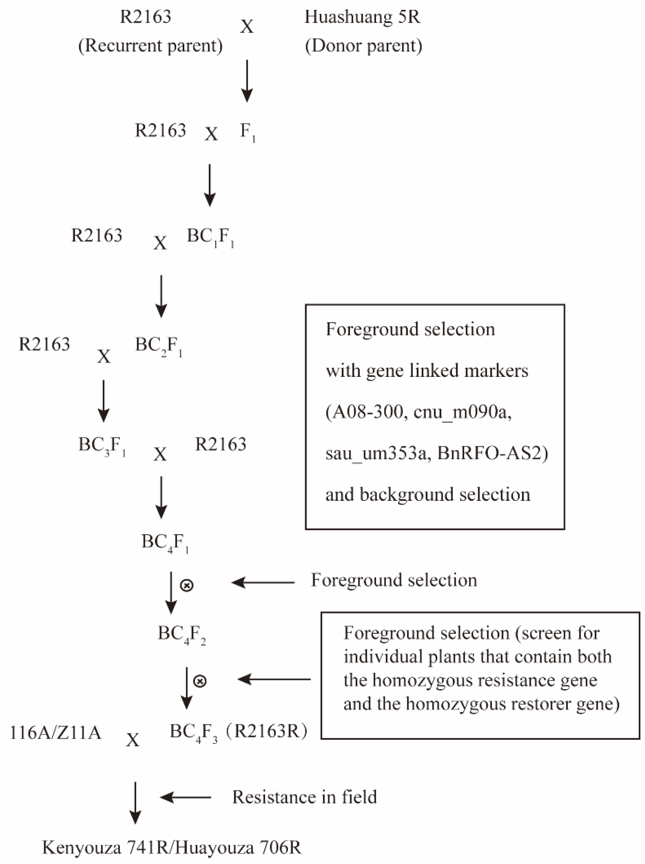 Plants 11 02413 g007
