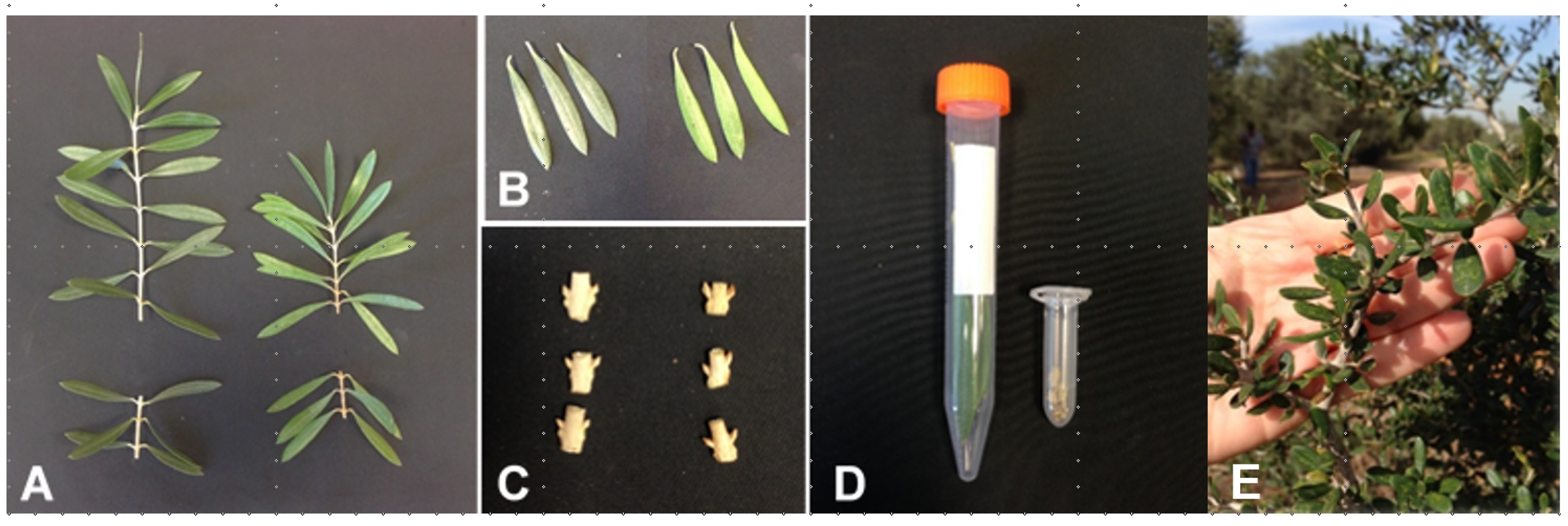 Plants 11 02414 g001