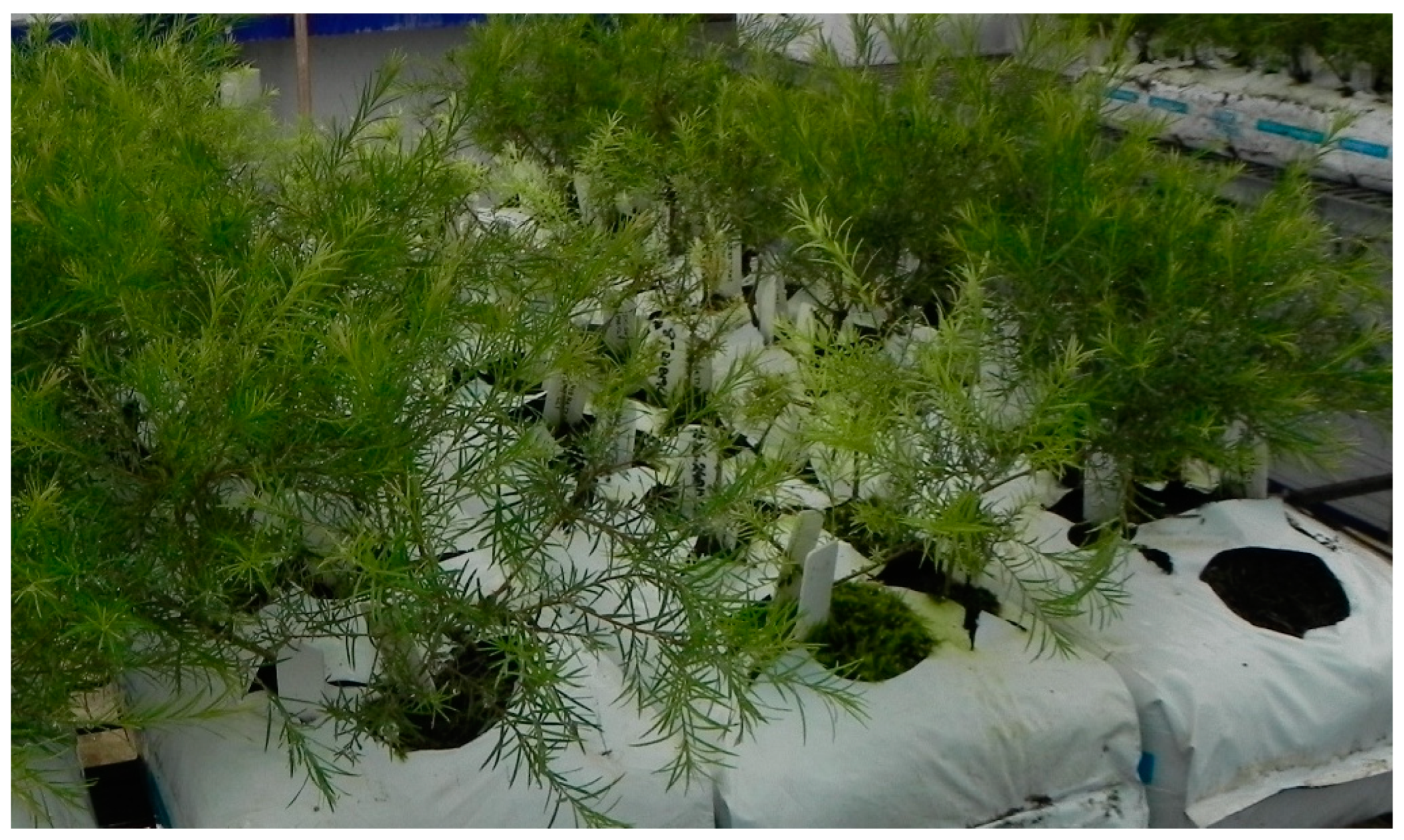 Plants 11 02421 g001 Plants 11 02421 g001