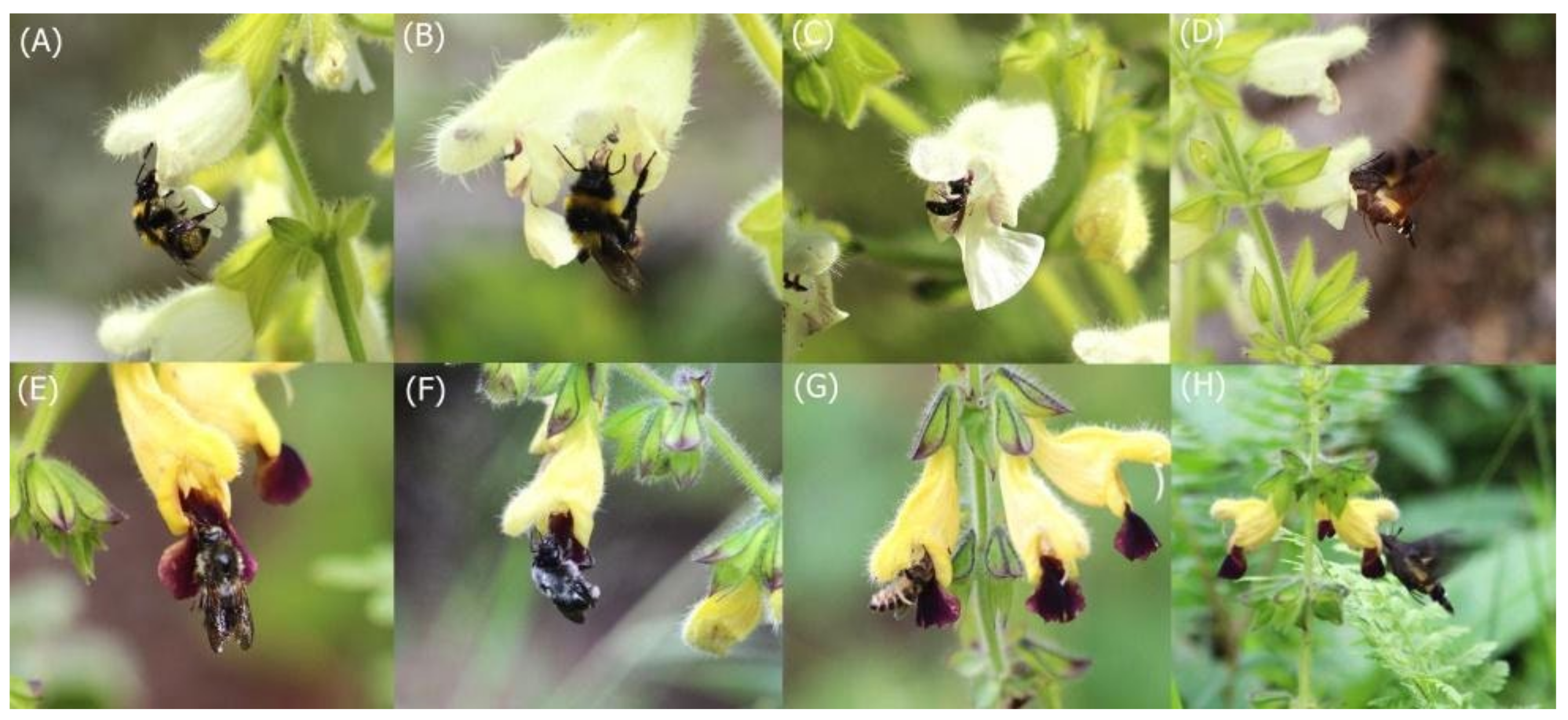 Plants 11 02423 g004