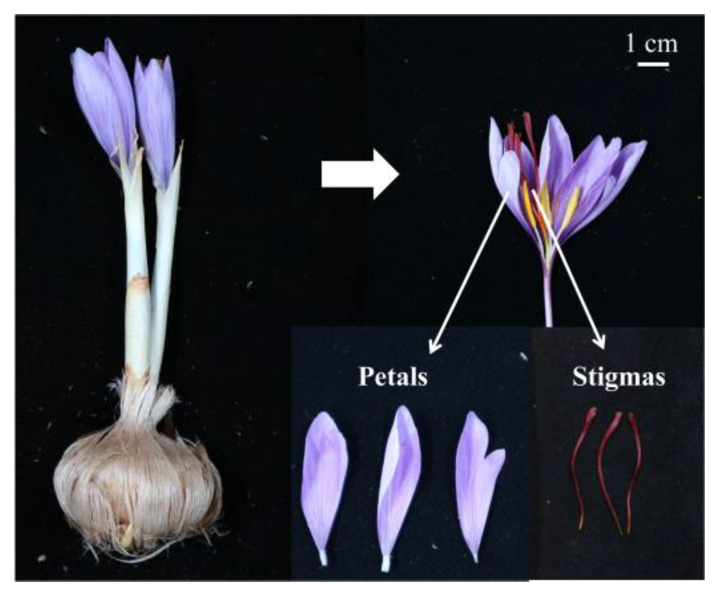 Plants 11 02427 g001 Plants 11 02427 g001