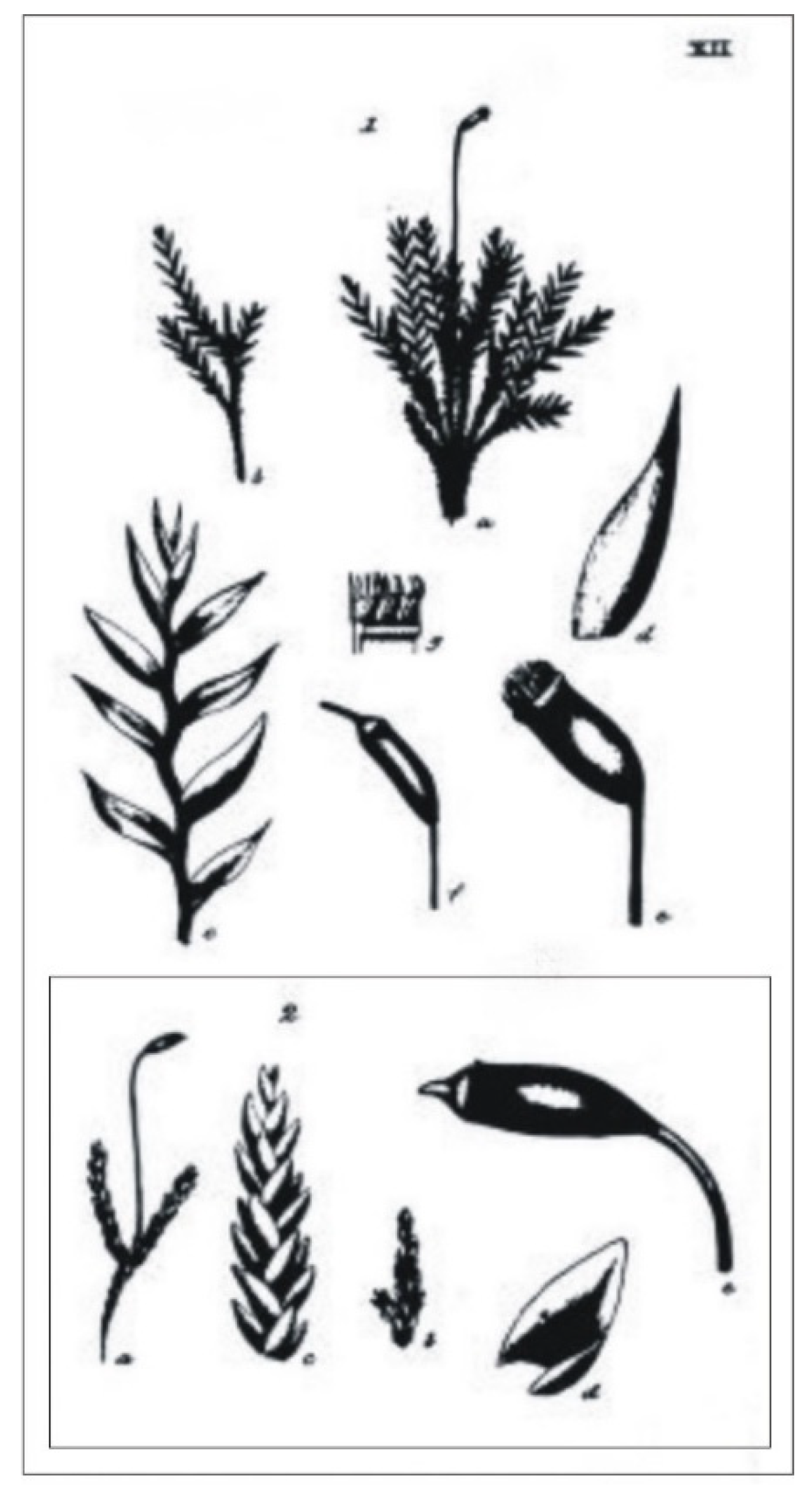Plants 11 02446 g003 Plants 11 02446 g003