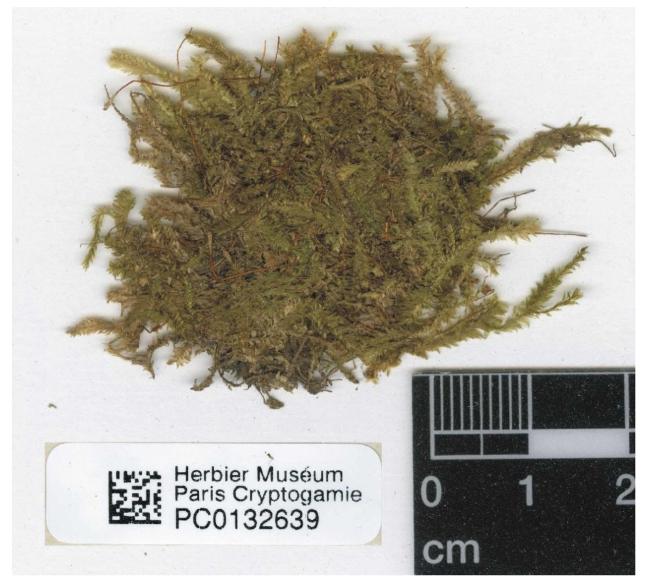 Plants 11 02446 g013 Plants 11 02446 g013