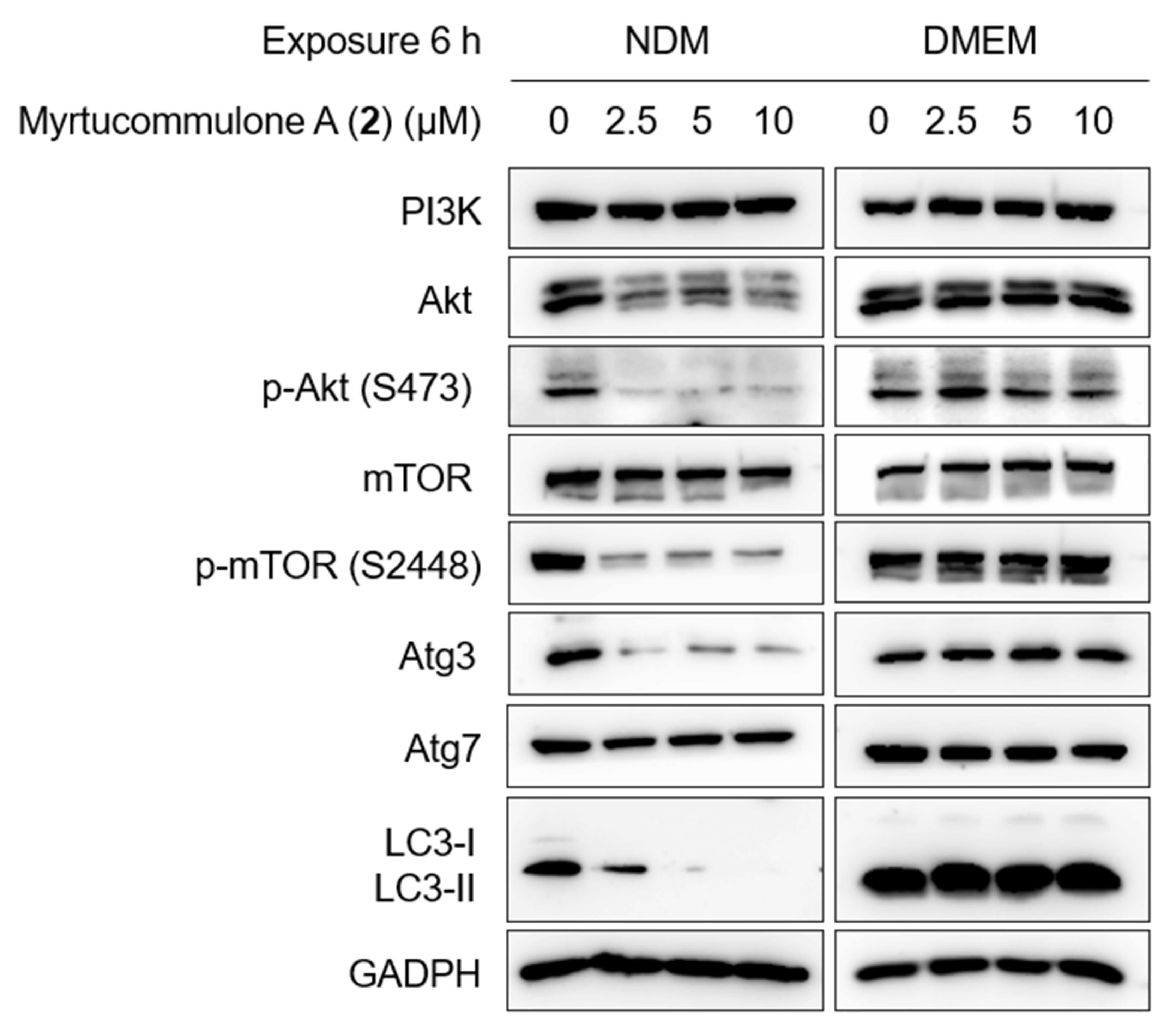 Plants 11 02466 g007 Plants 11 02466 g007
