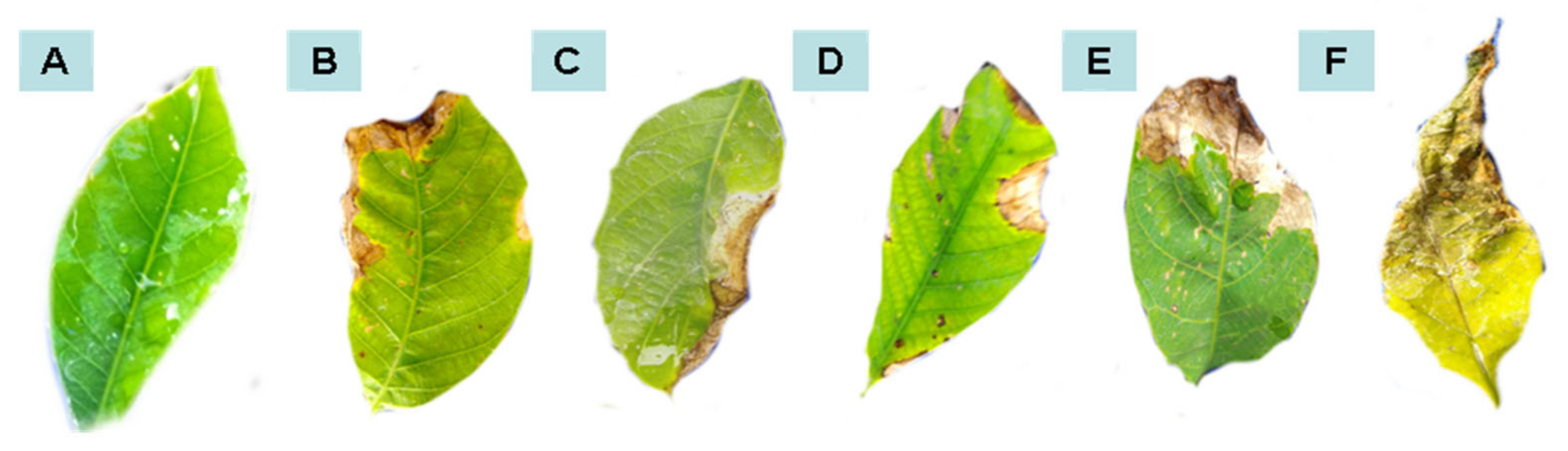 Plants 11 02477 g001