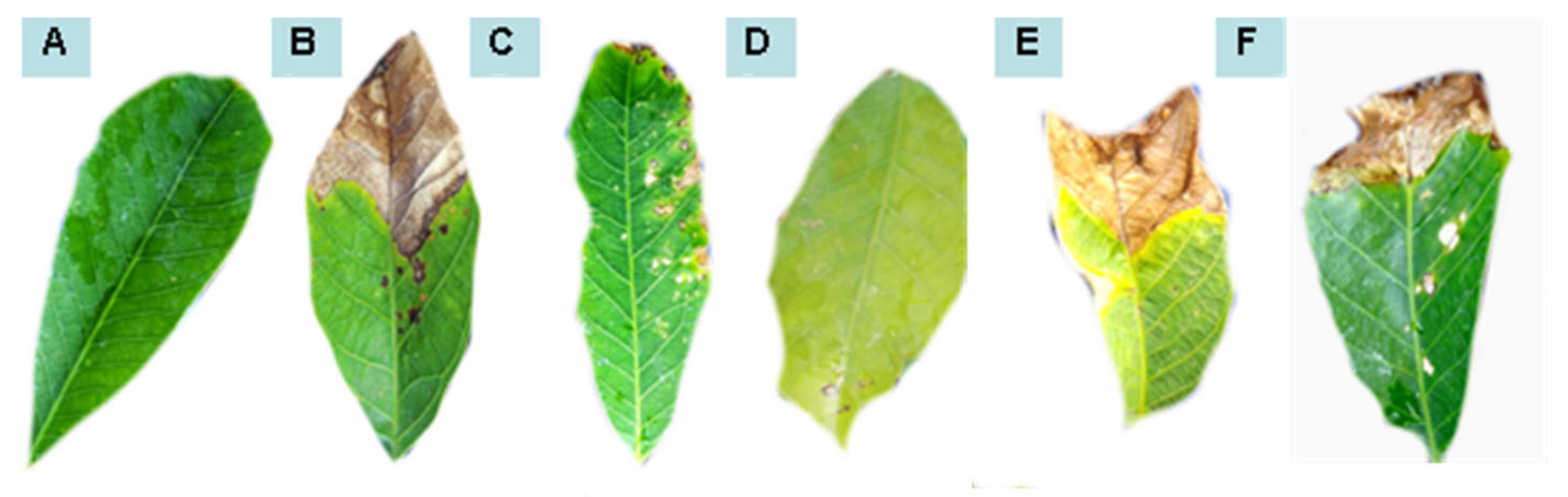 Plants 11 02477 g003